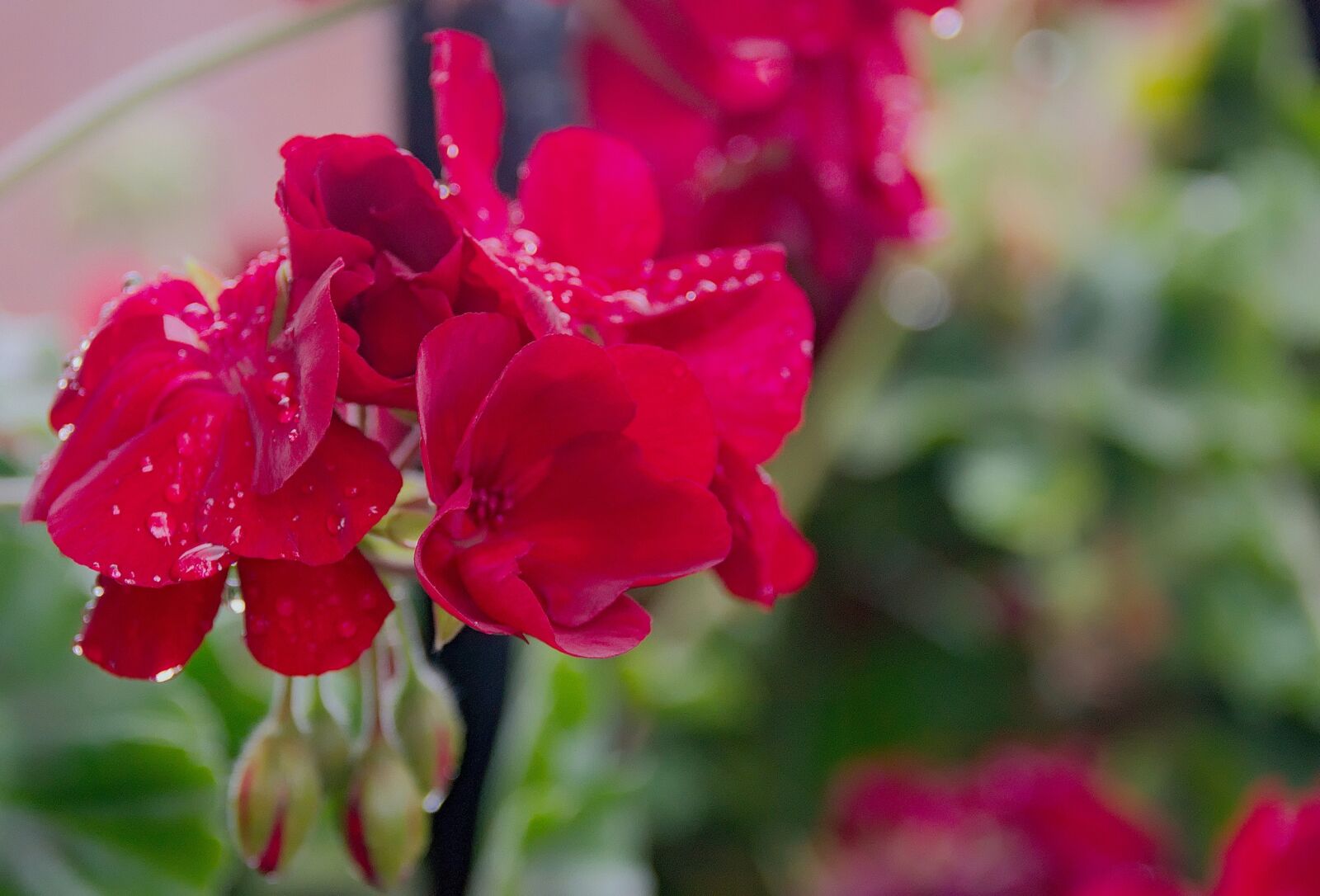 Nikon D3300 sample photo. Geranium, flower, macro photography