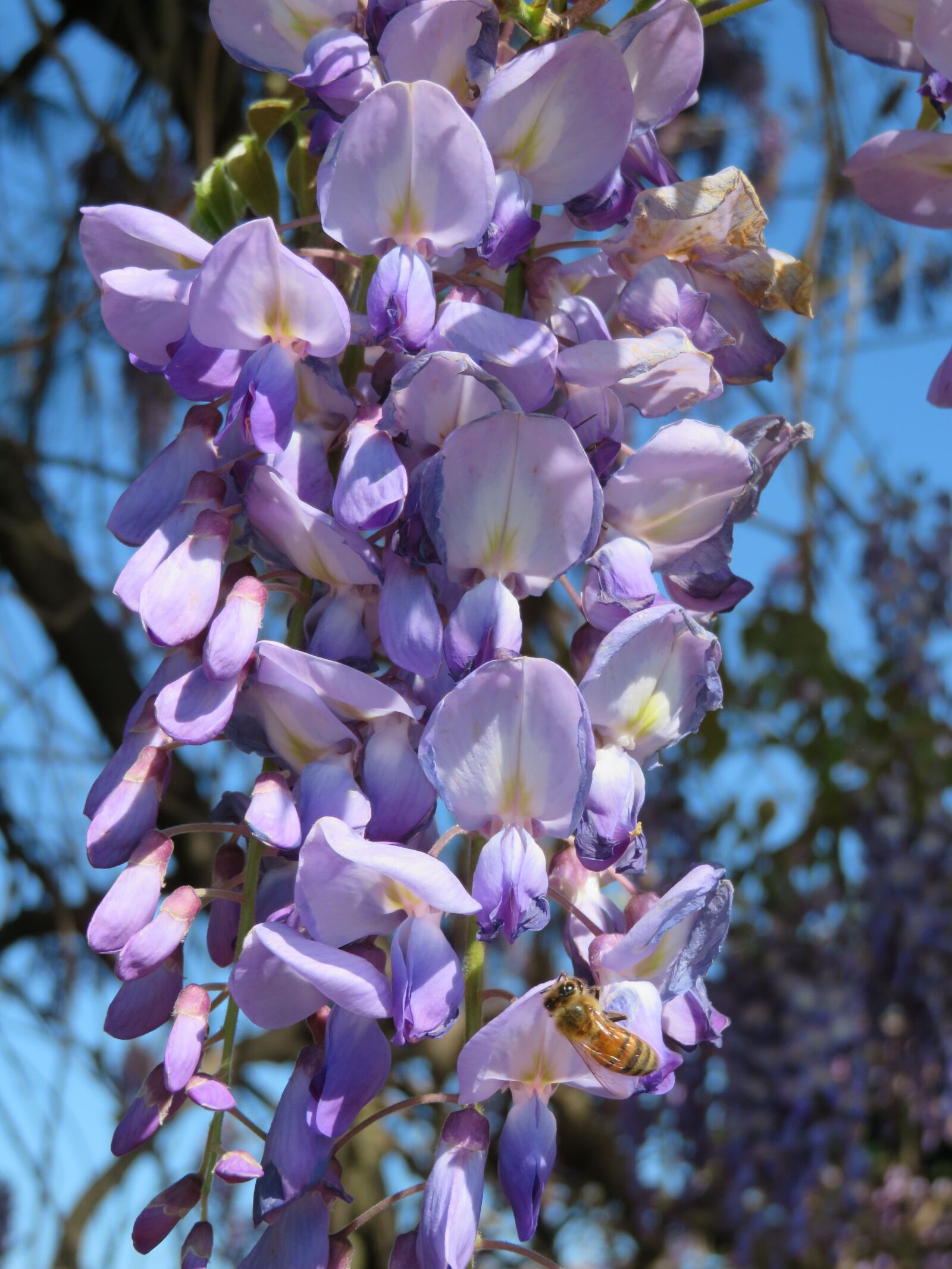 Canon PowerShot SX720 HS sample photo. Wisteria, purple, spring photography