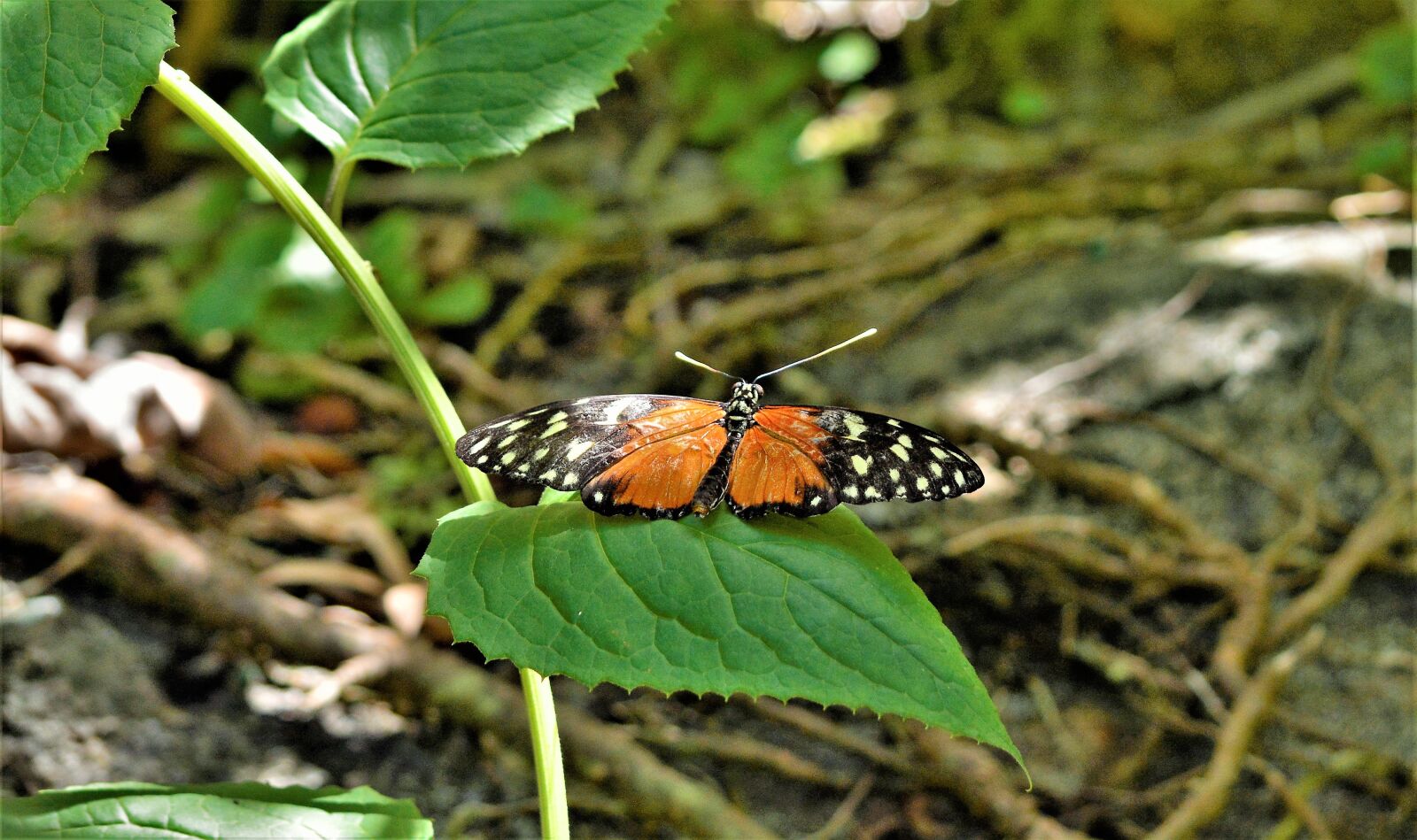 Nikon D7100 sample photo. Butterfly, colorful, tropical photography