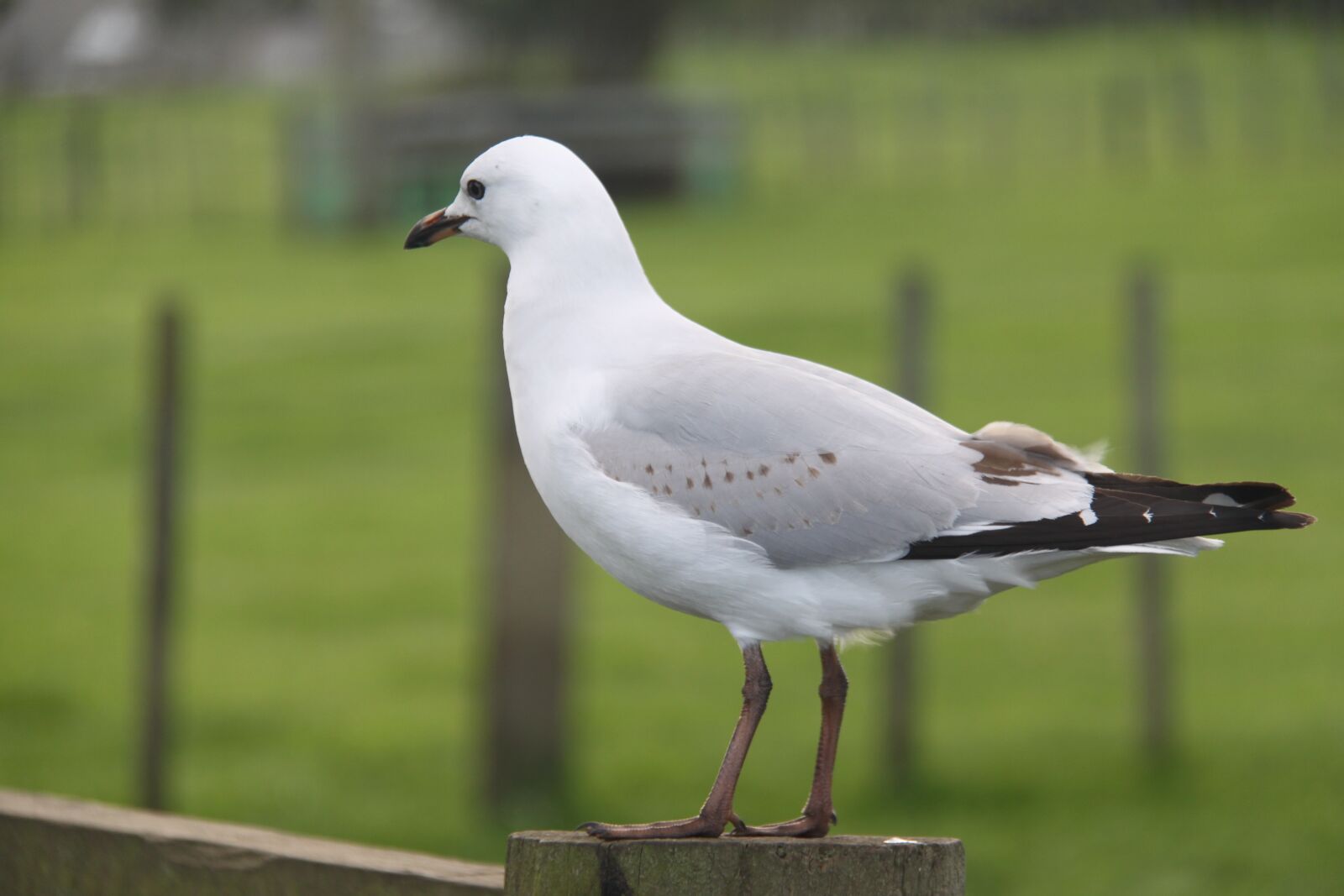 Canon EOS 500D (EOS Rebel T1i / EOS Kiss X3) sample photo. Albatross, bird, seagull photography