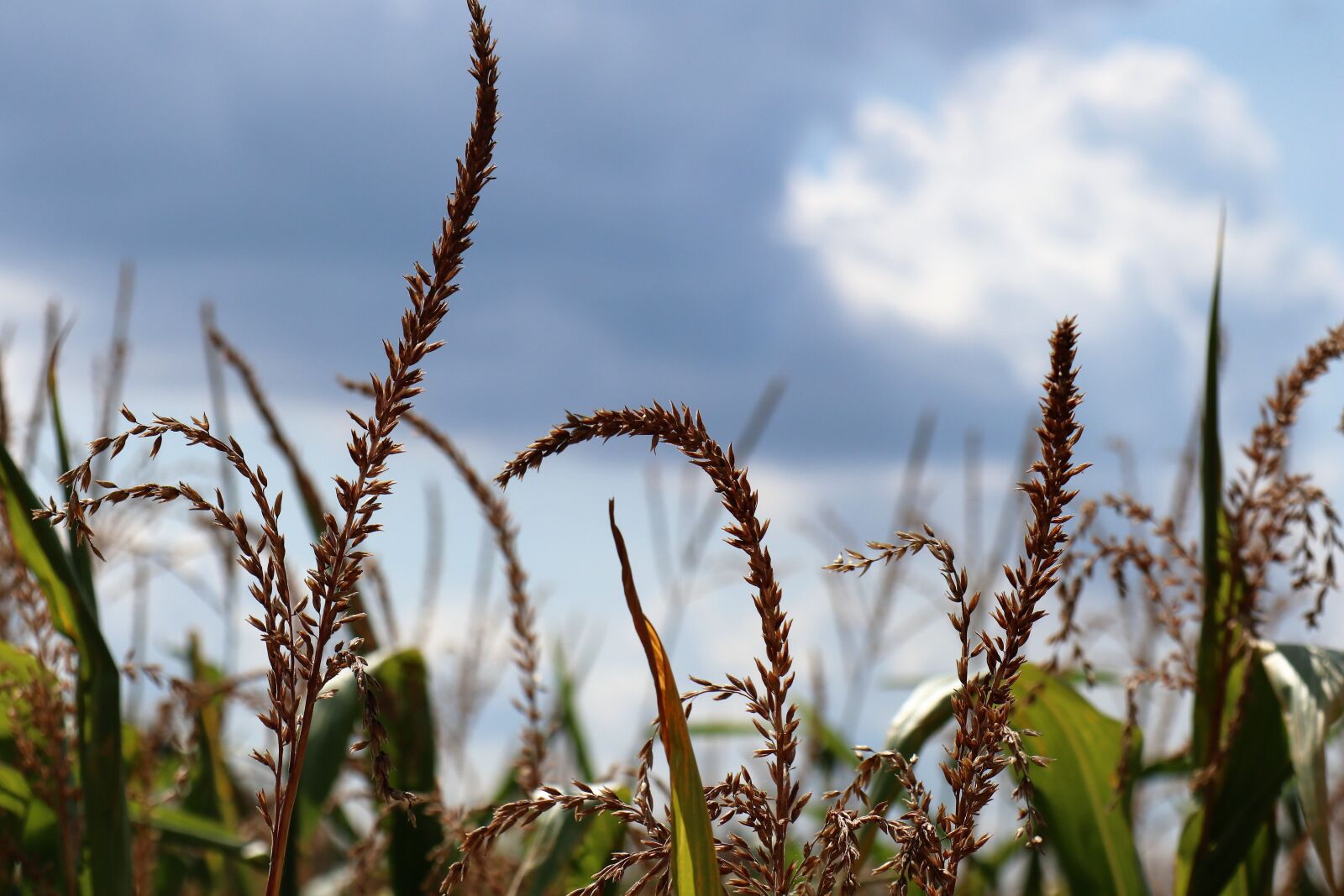 Canon EOS M6 sample photo. Corn, sky, clouds photography