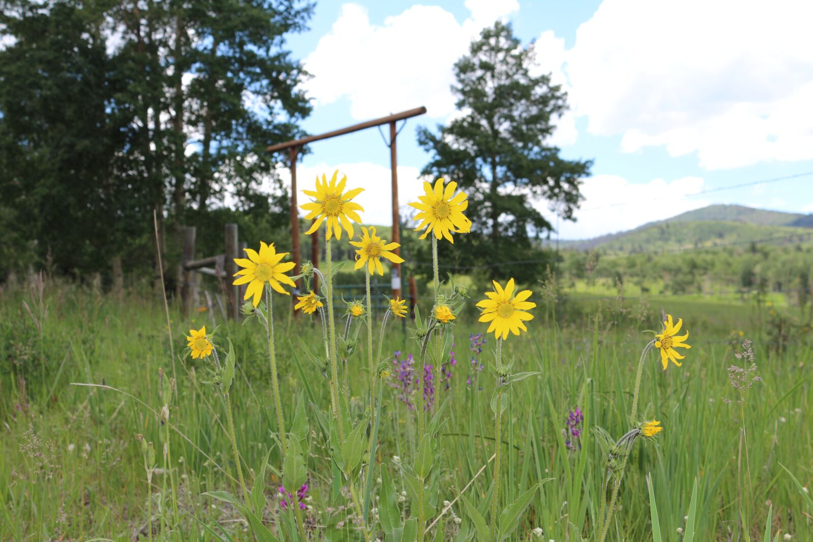 Canon EOS 650D (EOS Rebel T4i / EOS Kiss X6i) + Canon EF-S 18-55mm F3.5-5.6 IS II sample photo. Sunflowers, mountains, yellow photography