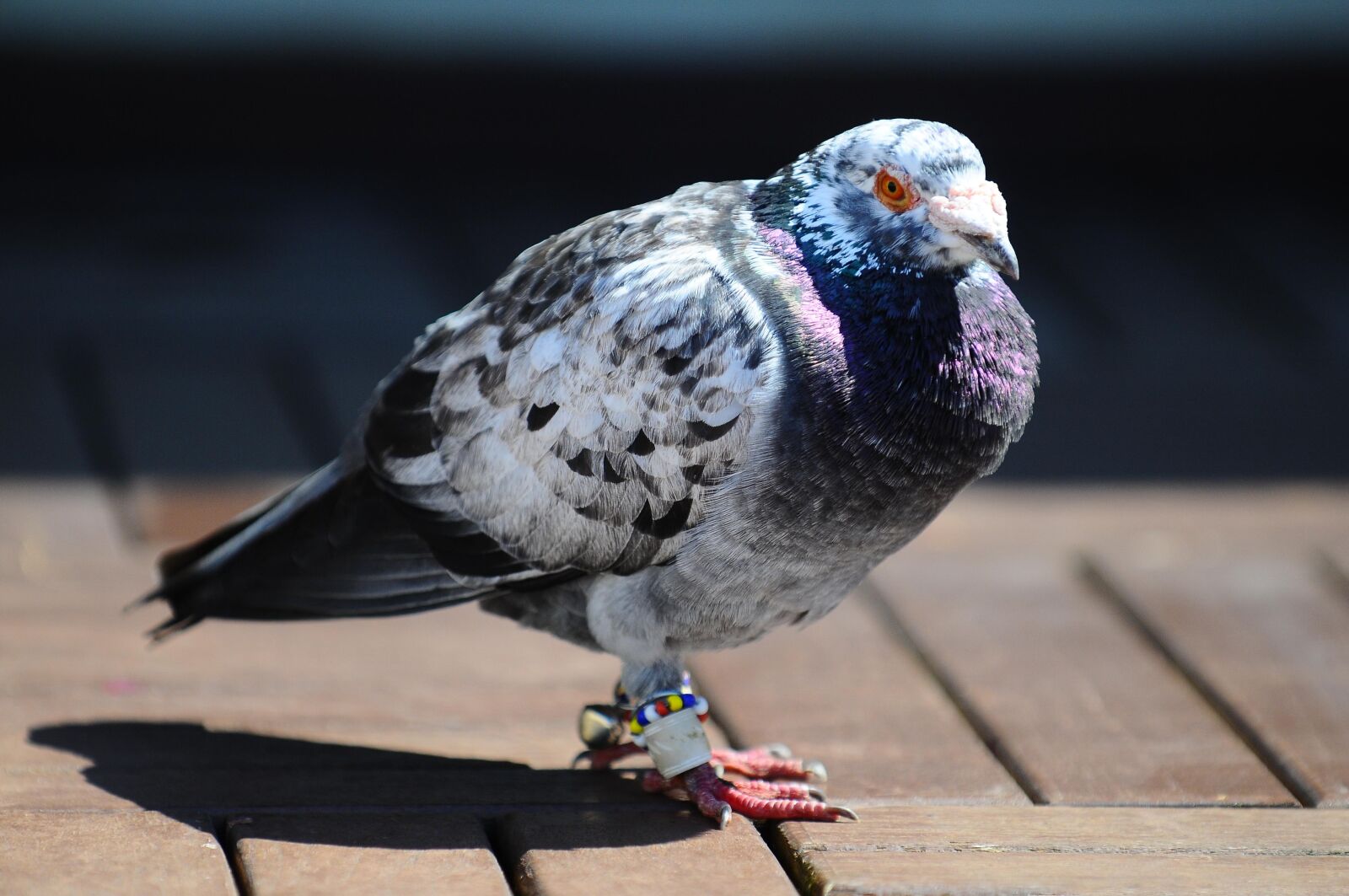 Nikon D300 sample photo. Pigeon, bird, animal photography