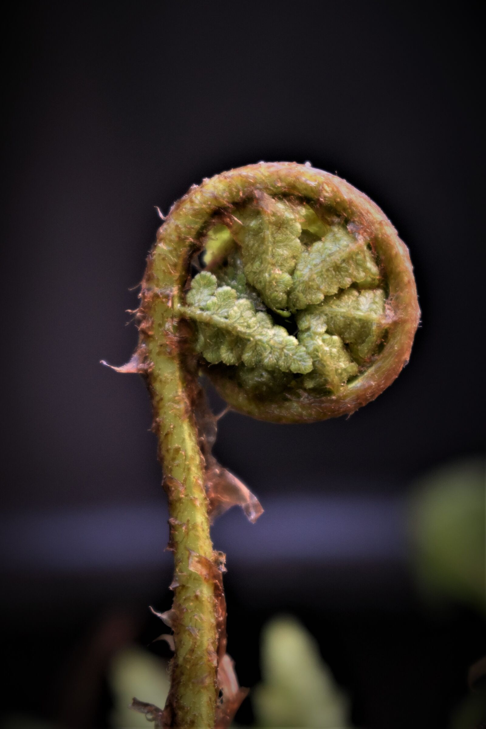 Nikon D5500 sample photo. Fern, fern leaf, leaf photography
