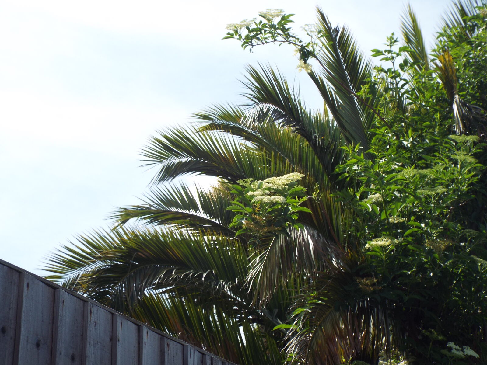 Fujifilm FinePix S8200 sample photo