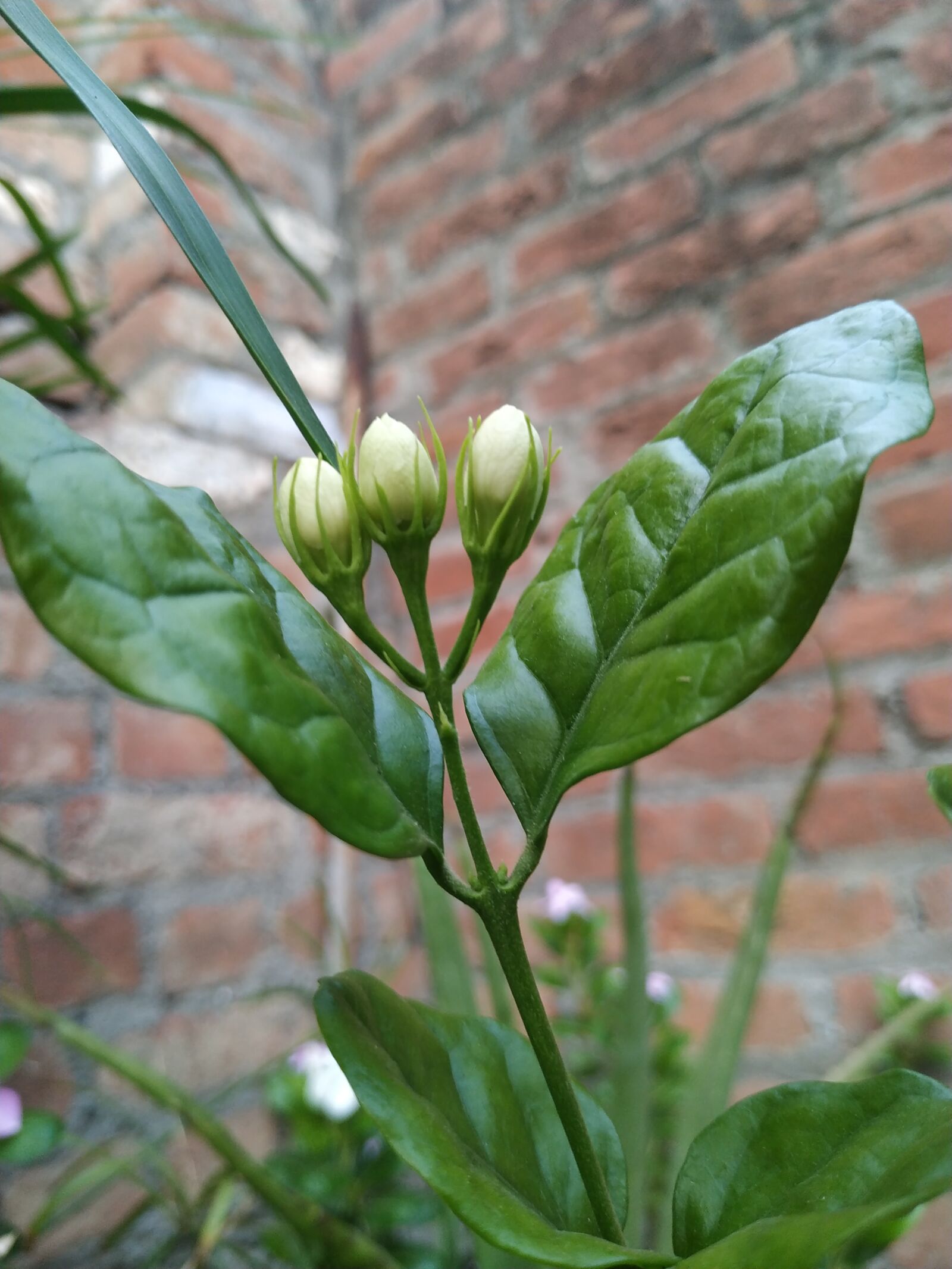 Xiaomi Redmi Note 6 Pro sample photo. Nature, whiteflower, savenature photography