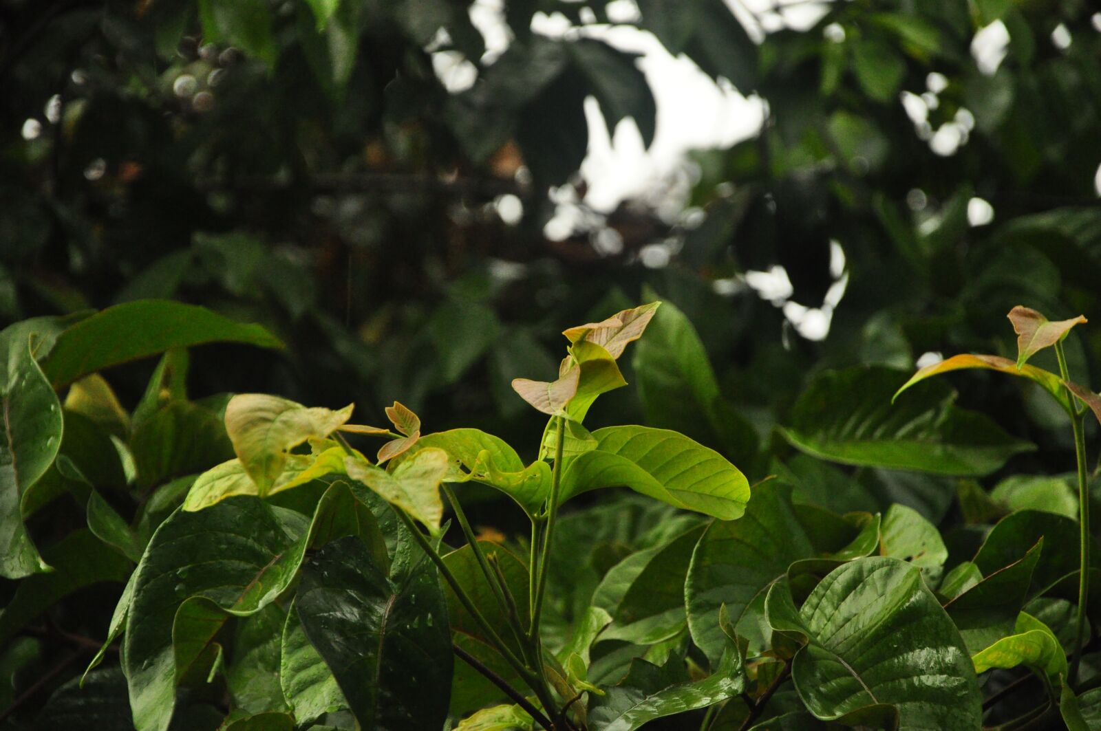Nikon D90 sample photo. Leaves, nature, plant photography