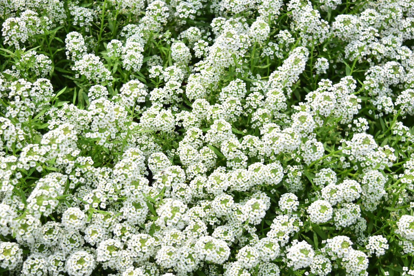 Nikon D5300 sample photo. Flower, nature, flora photography