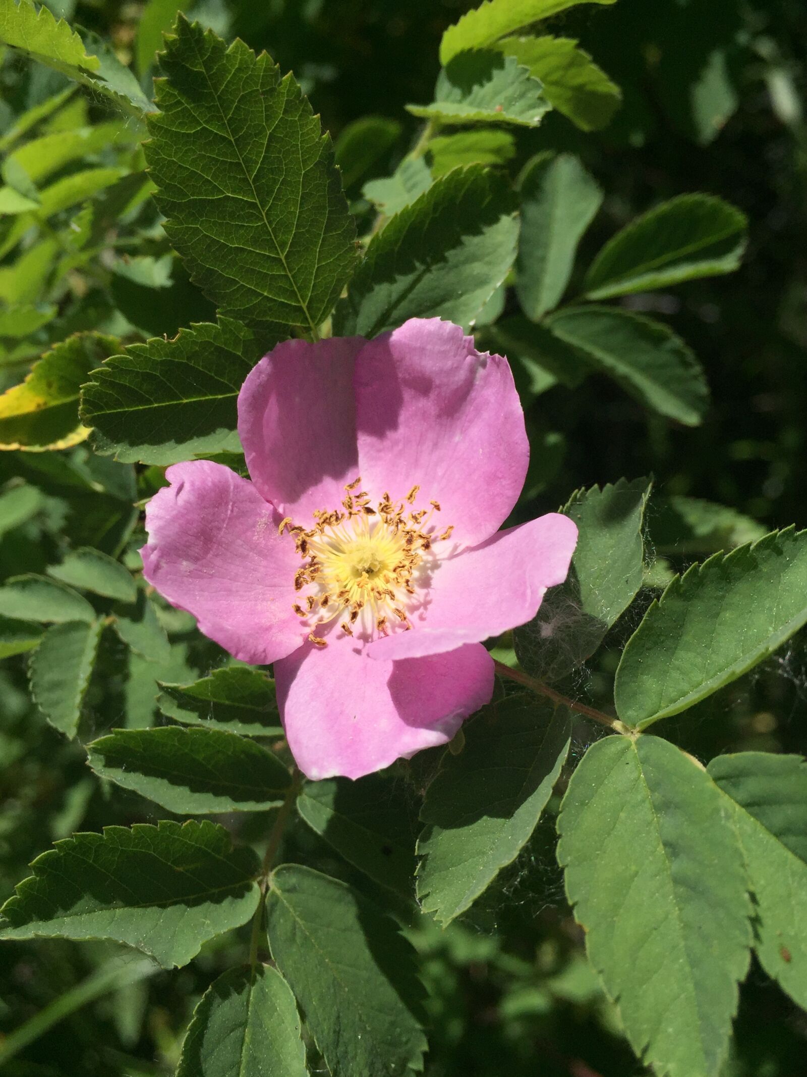 Apple iPhone 6 sample photo. Wild rose, flower, pink photography