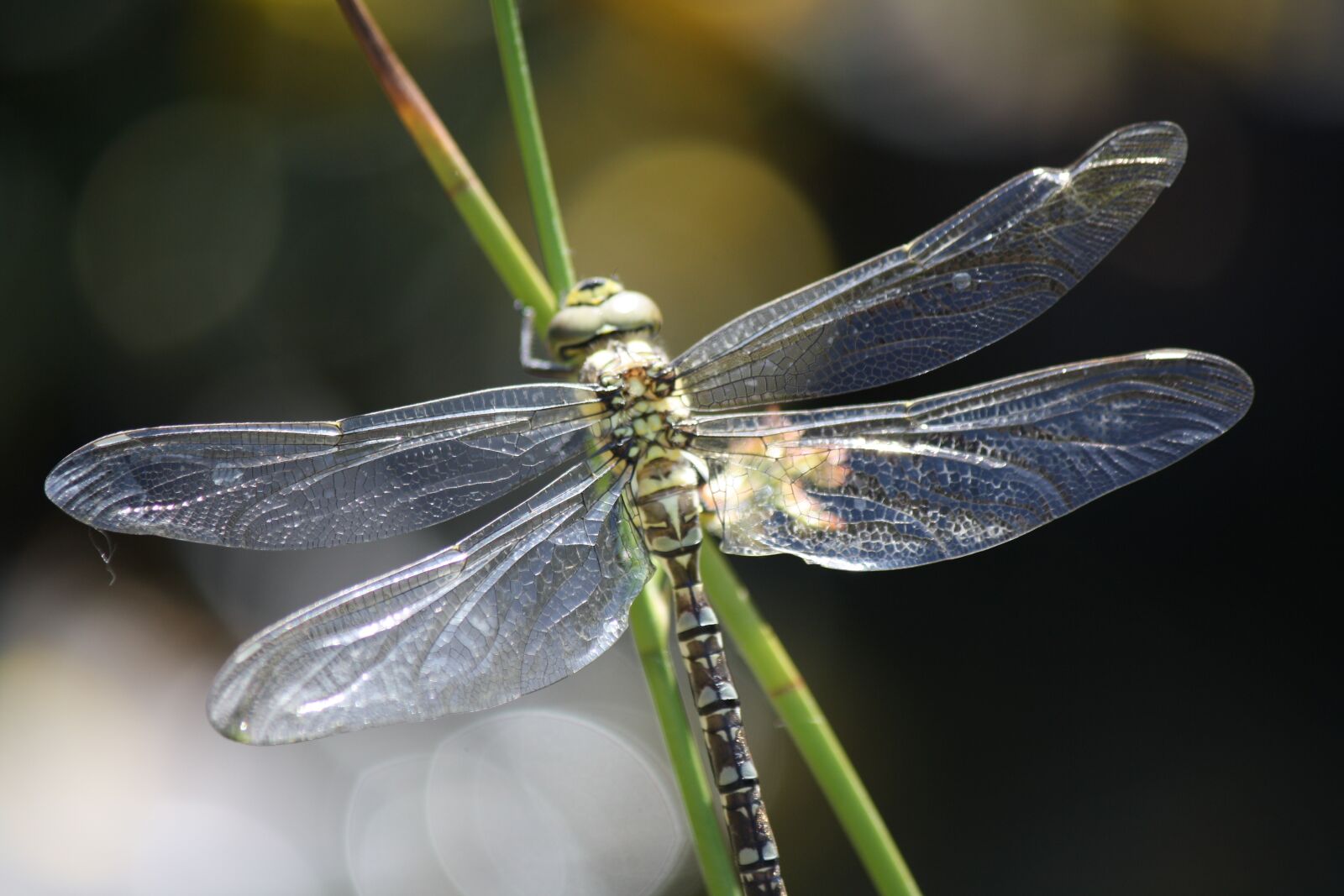 Canon EOS 1000D (EOS Digital Rebel XS / EOS Kiss F) sample photo. Dragonfly, insect, nature photography