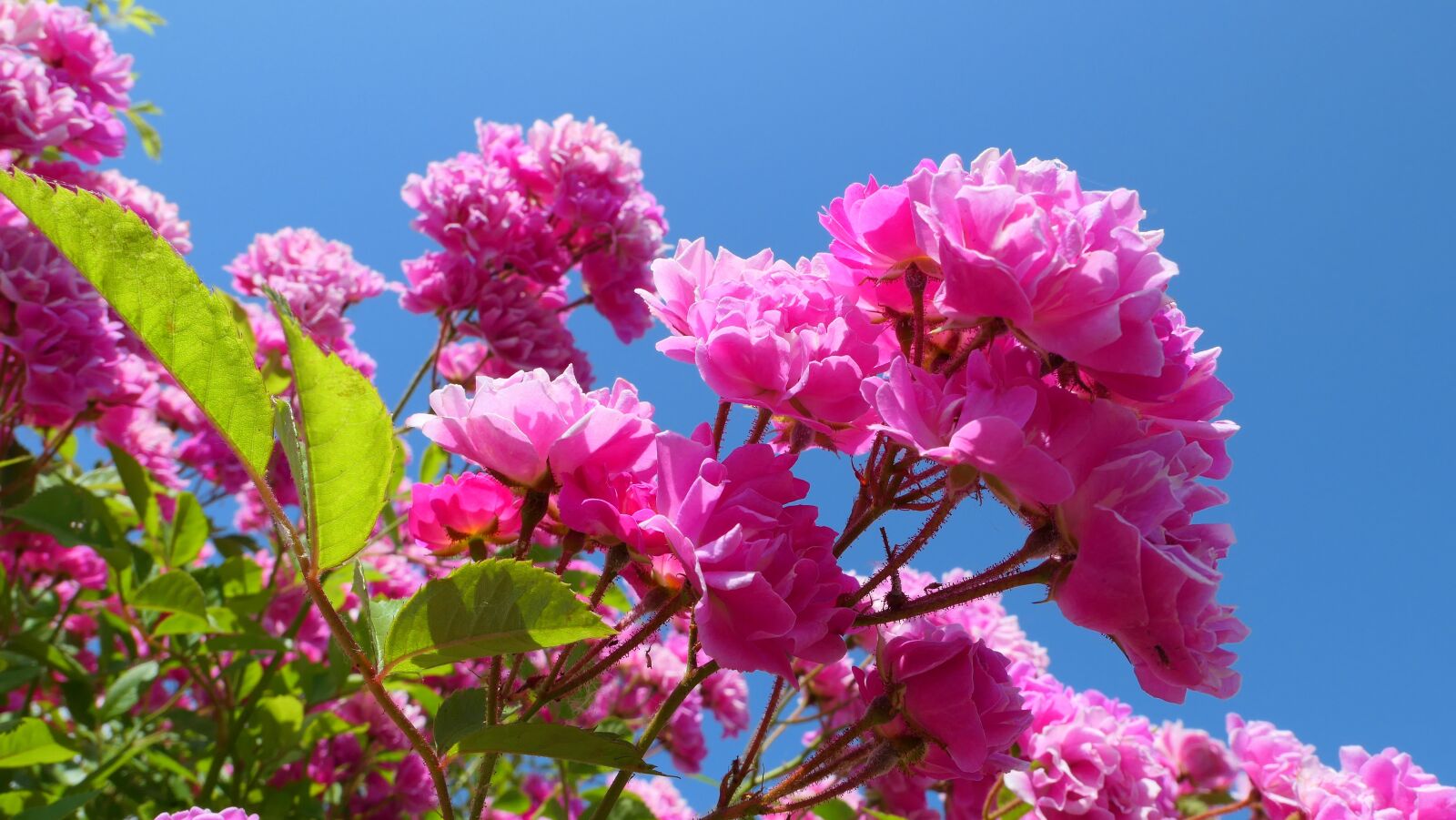 Panasonic Lumix DMC-LX10 (Lumix DMC-LX15) sample photo. Roses, leaving, flowers photography