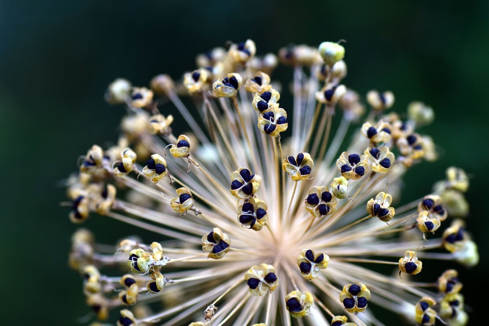 Nikon D3300 sample photo. Leek, ornamental onion, ball photography