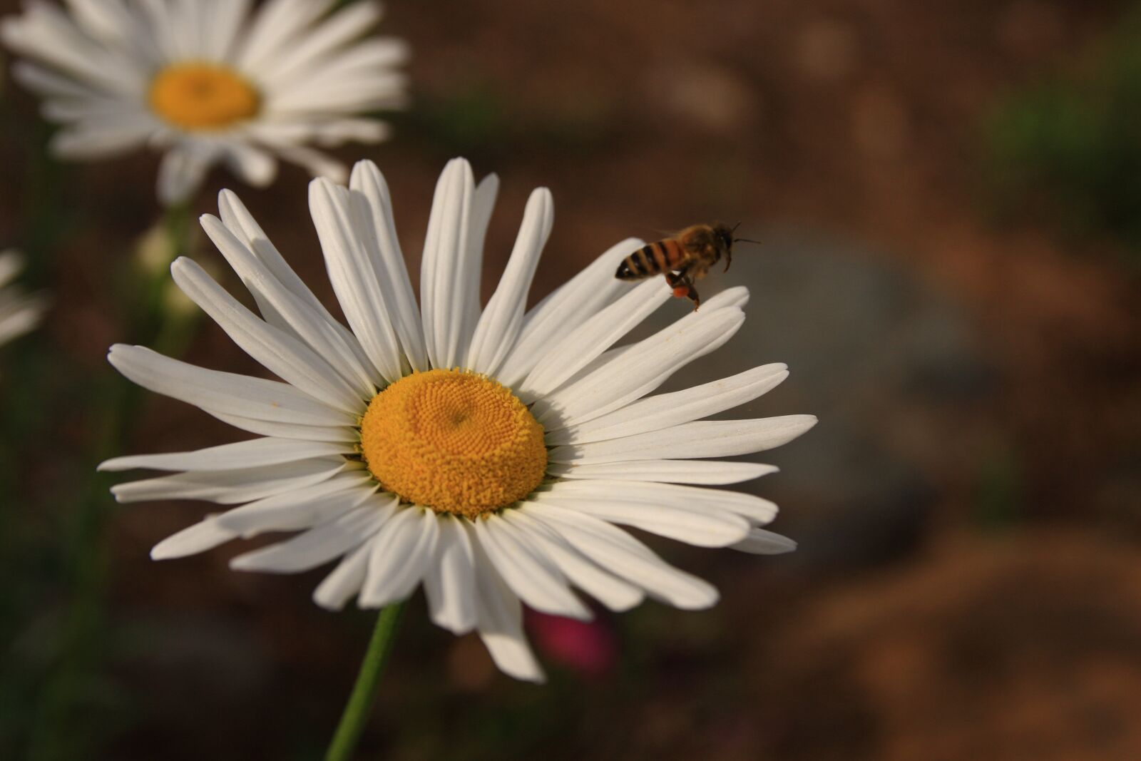 Canon EOS 40D sample photo. Margaret, flowers, white photography