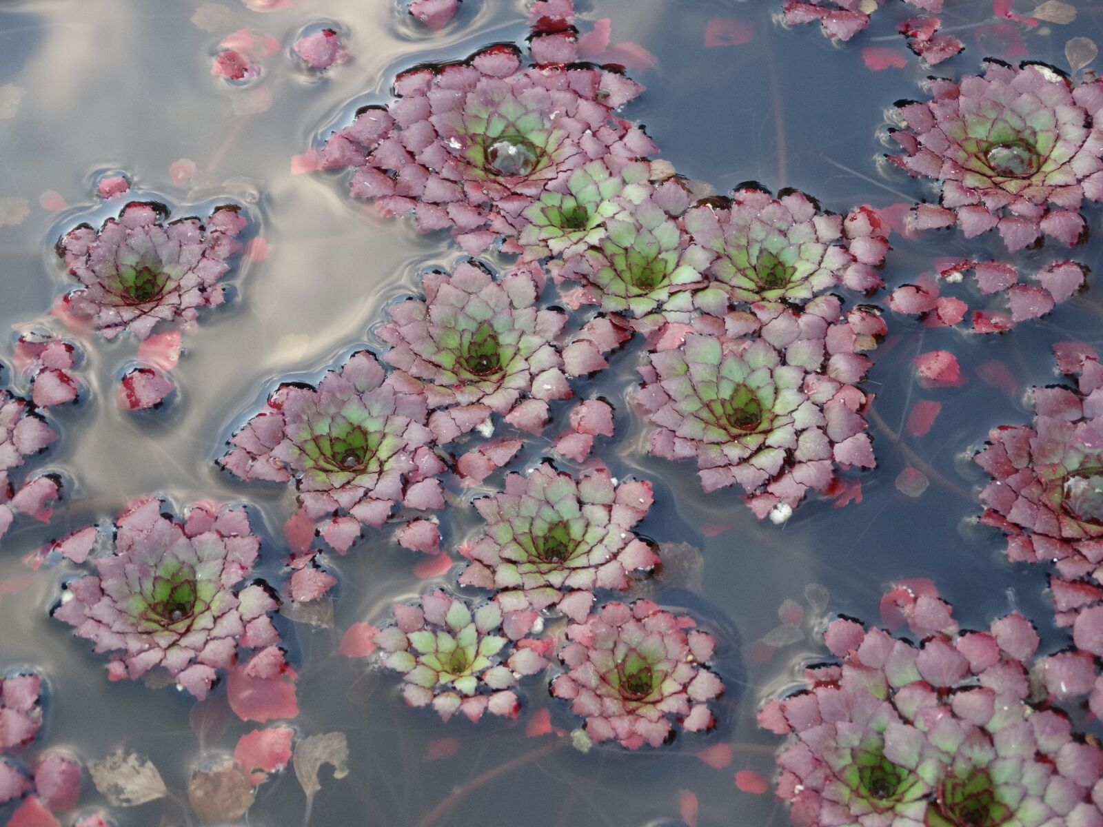 Sony Cyber-shot DSC-HX300 sample photo. Water plant, plant, water photography