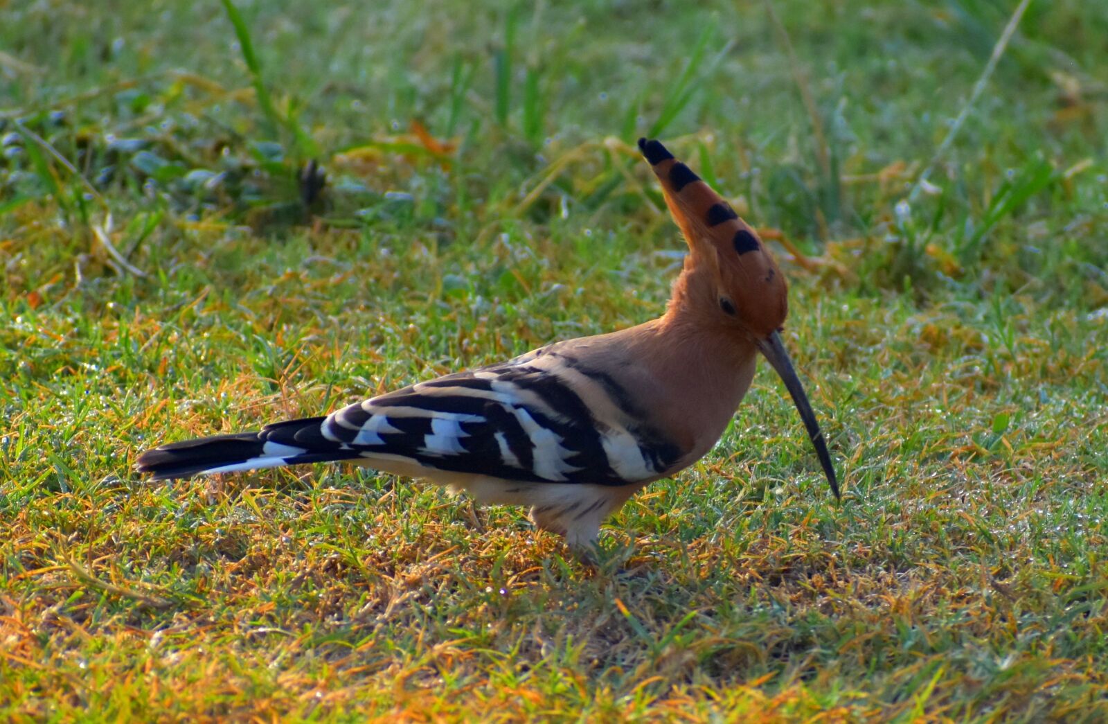 Nikon D5600 sample photo. Hoopoe bird, douchiphat, bird photography