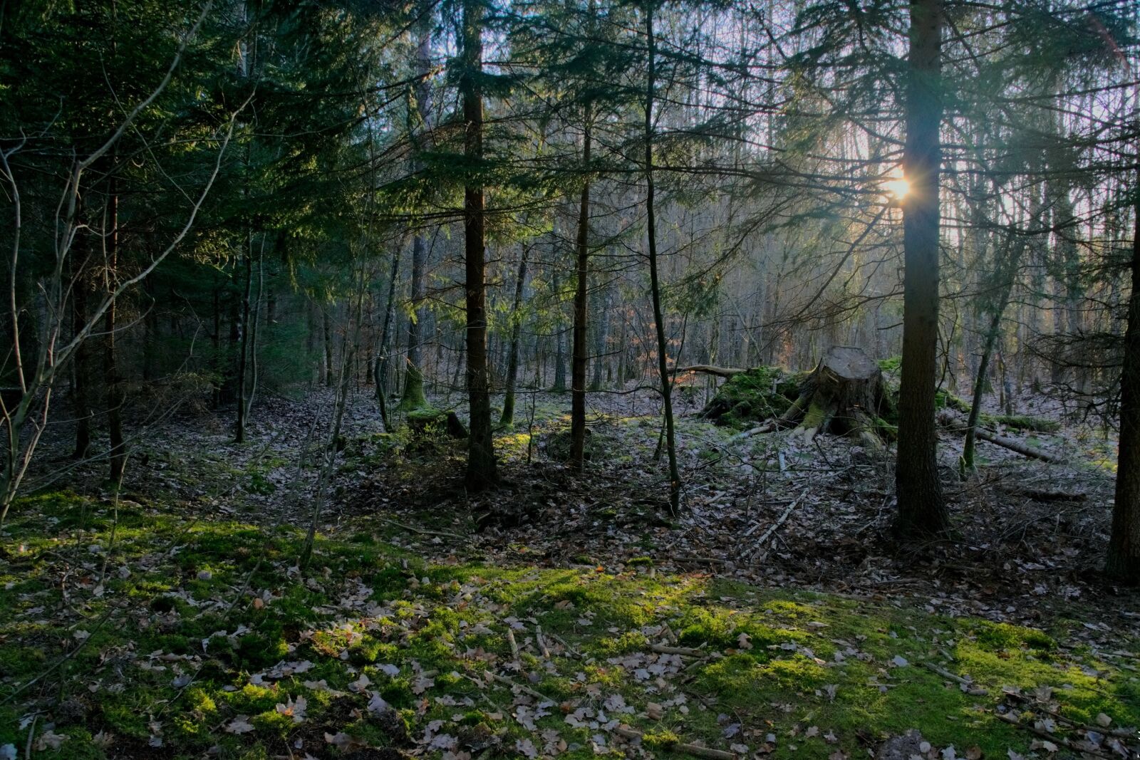 Nikon D3300 sample photo. Forest, light, tree photography