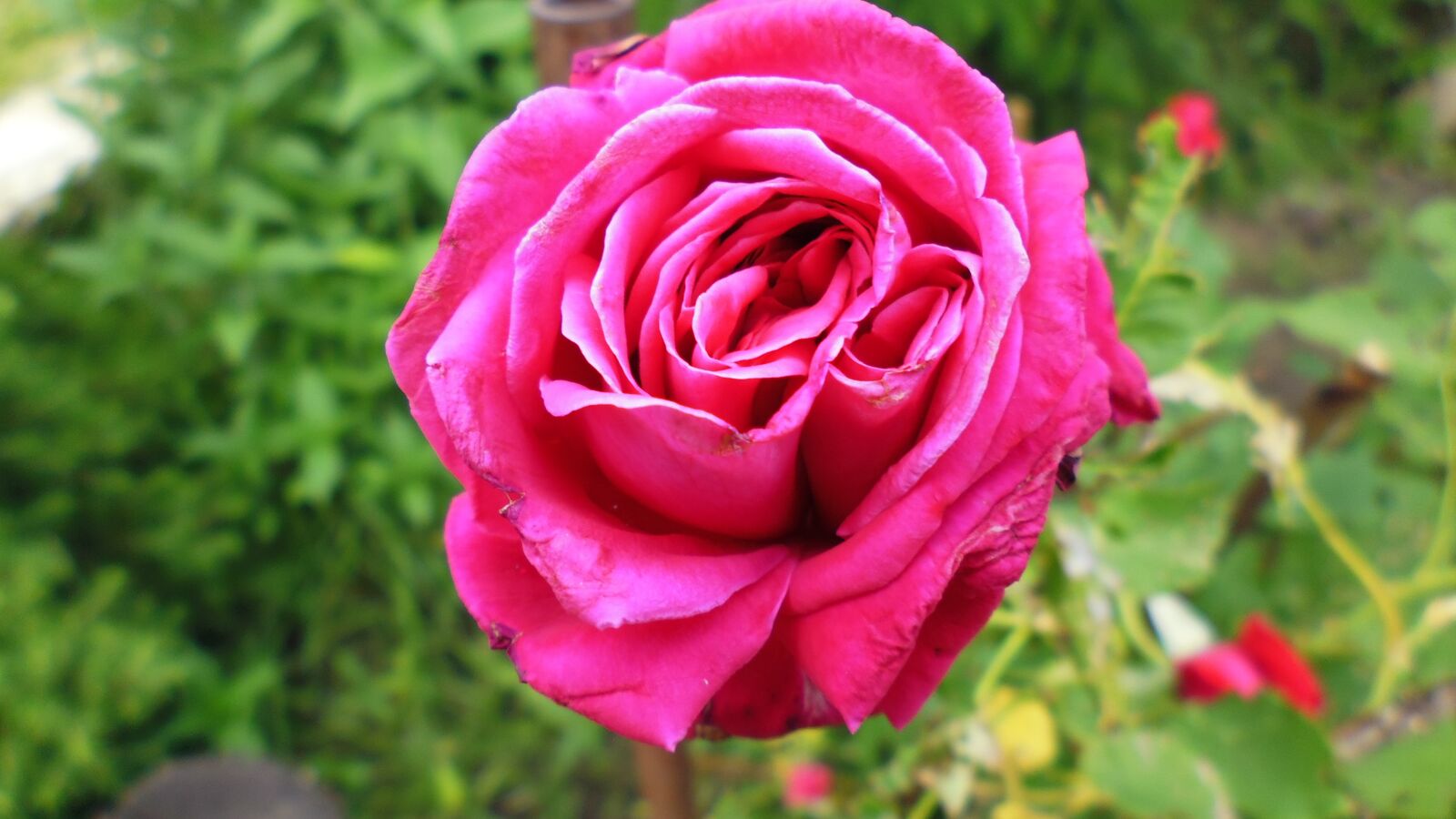 Panasonic DMC-XS1 sample photo. Flower, nature, pink flowers photography