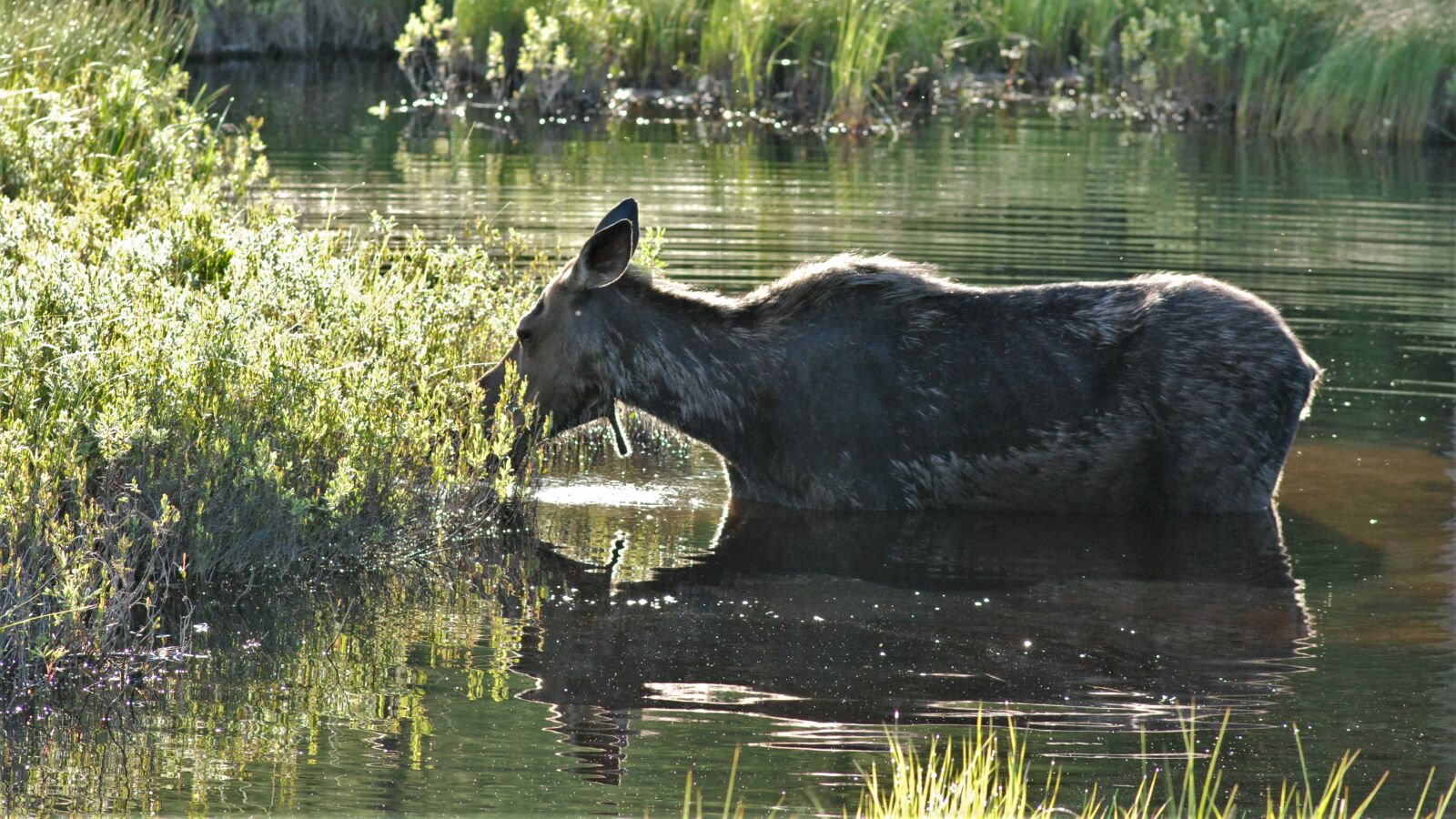 Nikon D80 sample photo. Moose, lunch, dinner photography