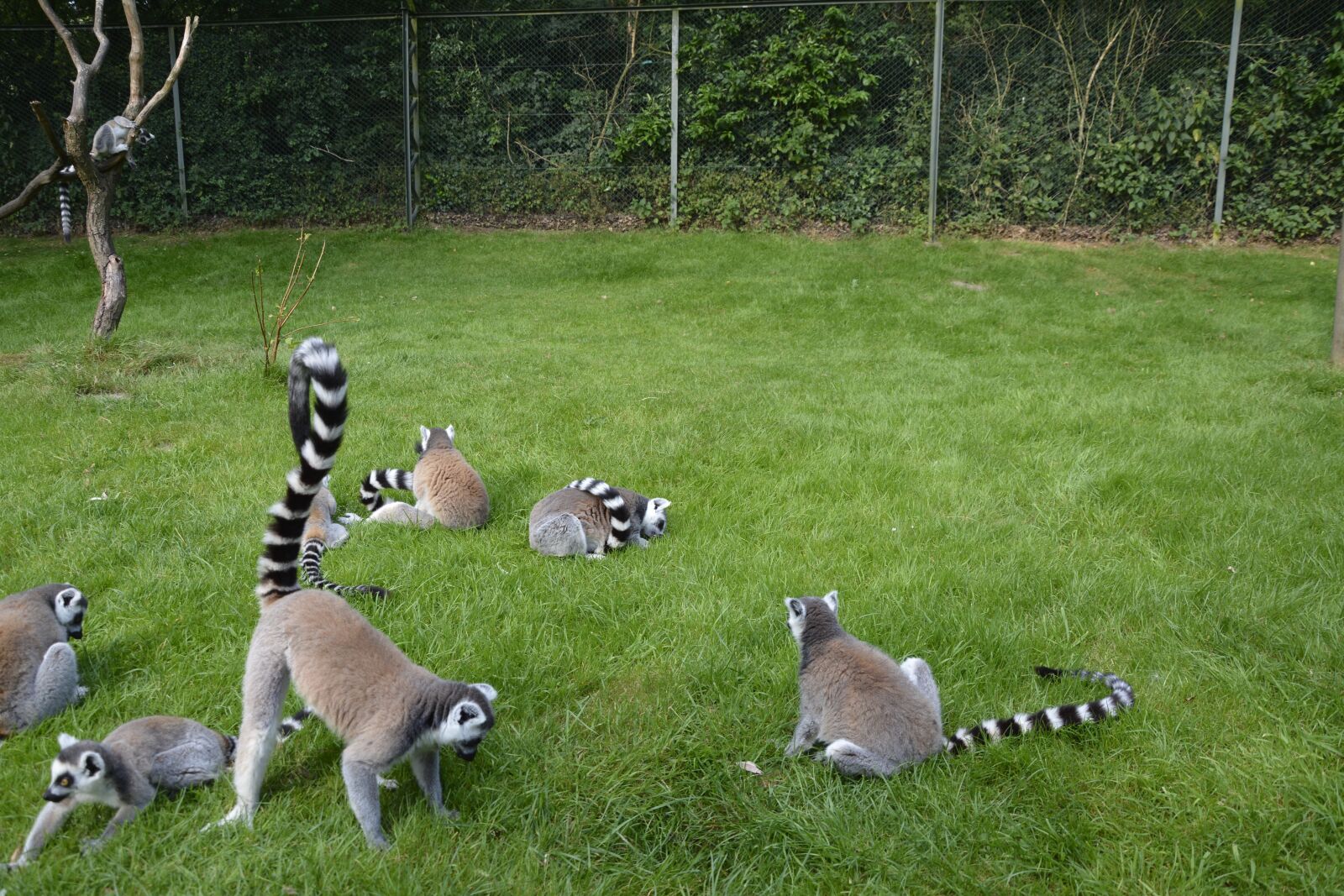 Nikon D7100 sample photo. Monkey, lemur, animals photography