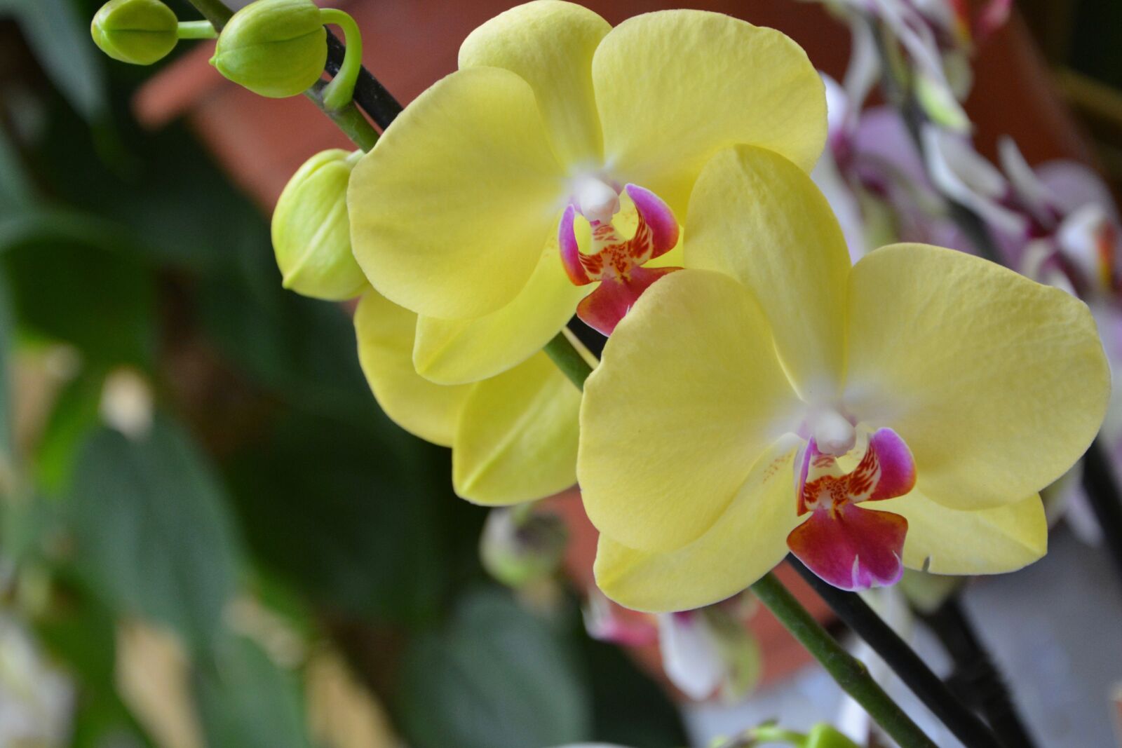 Nikon D5200 sample photo. Flower, yellow orchid, decorative photography