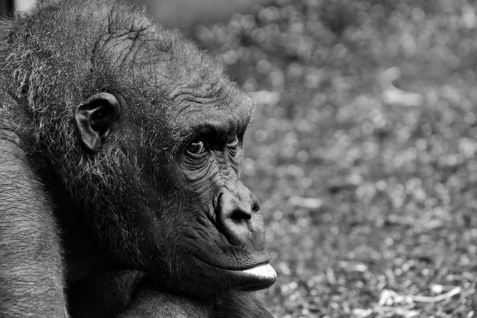 Nikon D7200 sample photo. Gorilla, monkey, animal photography