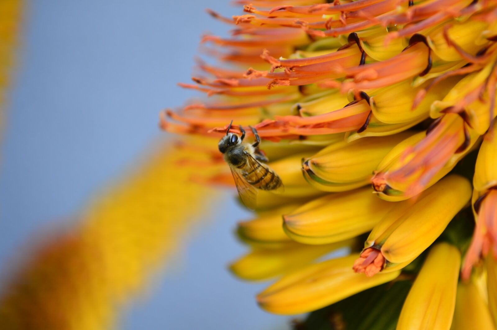 Nikon D3200 sample photo. Bee, flower, yellow photography