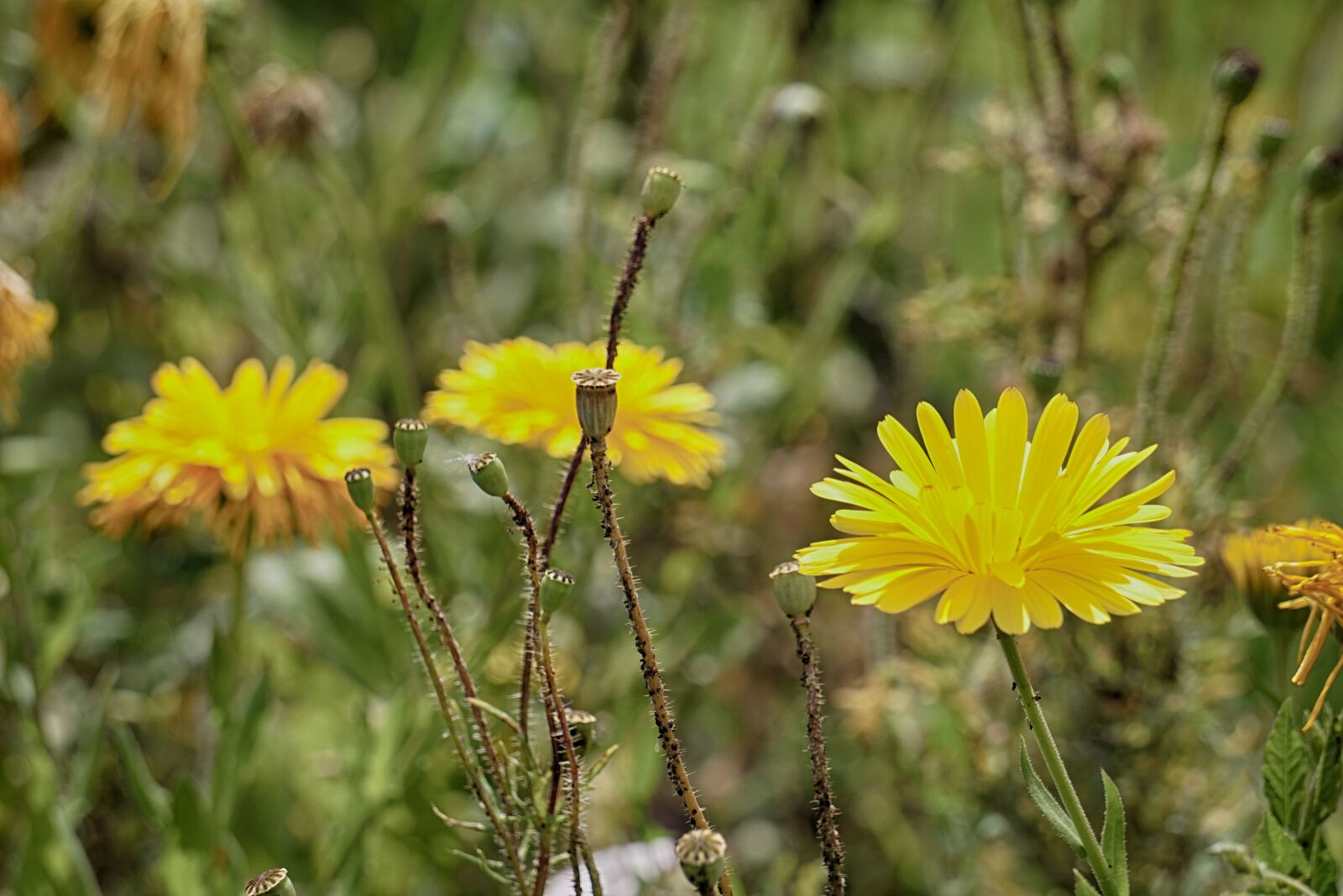Sony E 55-210mm F4.5-6.3 OSS sample photo. Botanique, fleurs, floraison, flore photography