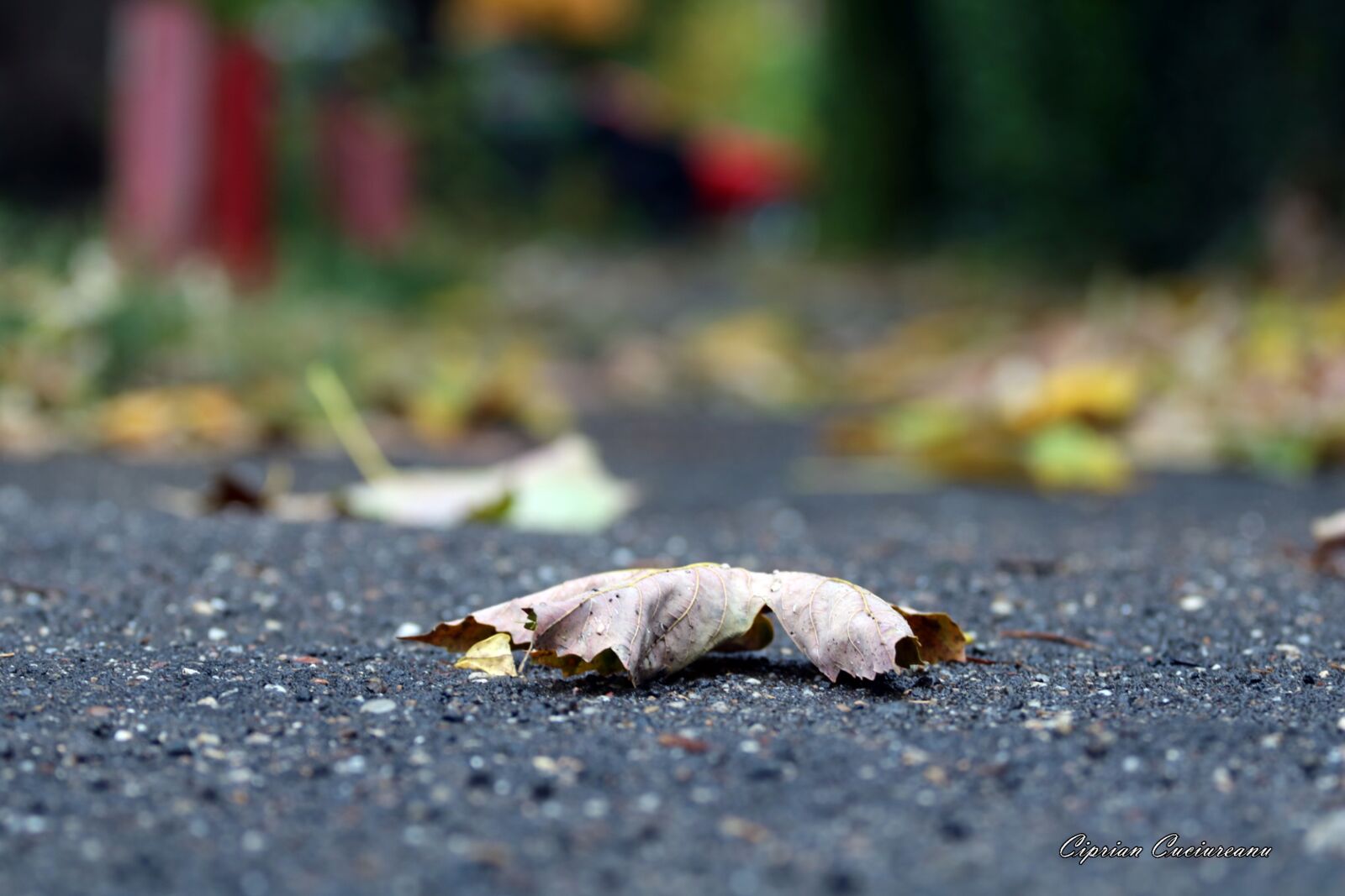 Canon EF 70-200mm F4L USM sample photo. Autumn, romania photography