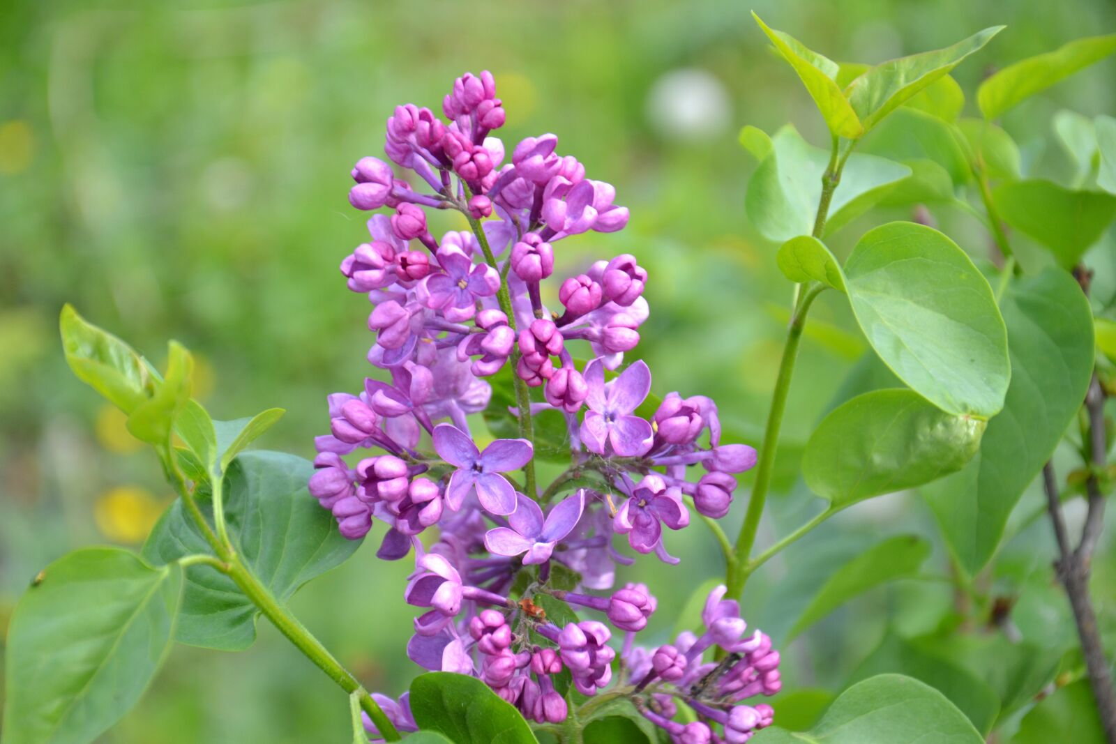 Nikon D3100 sample photo. Lilac, spring, bloom photography