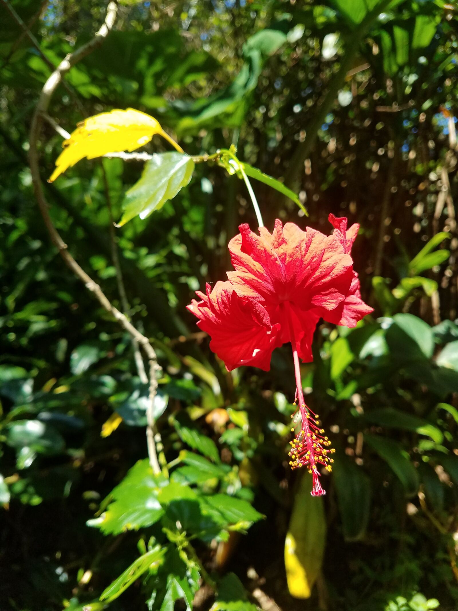 Samsung Galaxy S7 Edge sample photo. Flower, hibiscus photography
