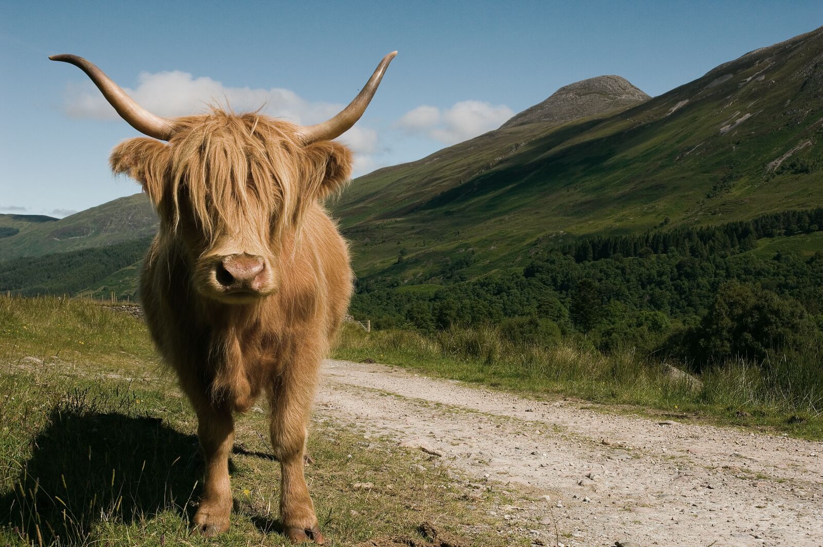 Nikon D2X sample photo. Highland, cow, cattle photography