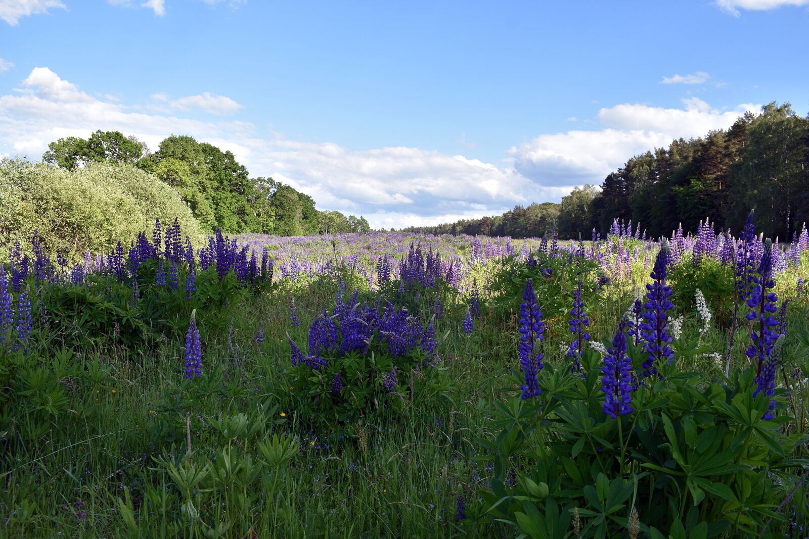 Nikon D3400 sample photo. Lupine, flower, spring photography