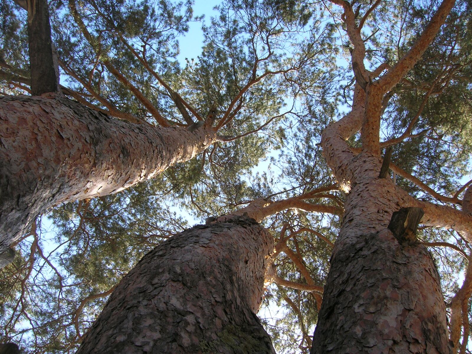 Nikon E5600 sample photo. Tree, nature, wood photography