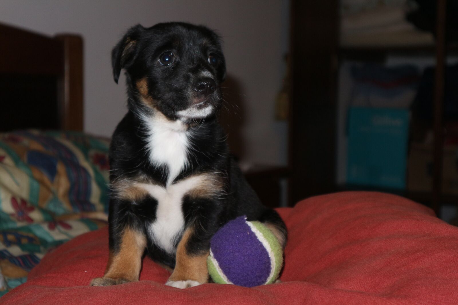 Canon EF-M 15-45mm F3.5-6.3 IS STM sample photo. Dog, cute, baby photography