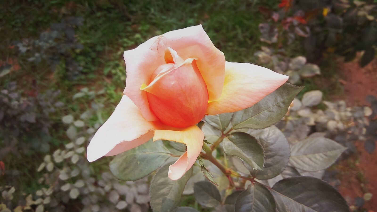Xiaomi Redmi Note3 sample photo. Lovely, rose, flower photography