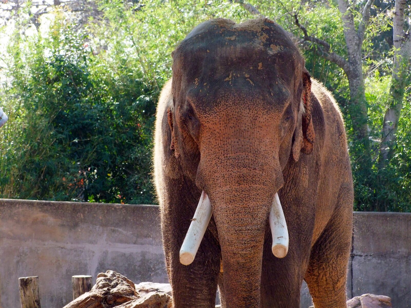 Fujifilm FinePix S100fs sample photo. Elephant, animals, nature photography