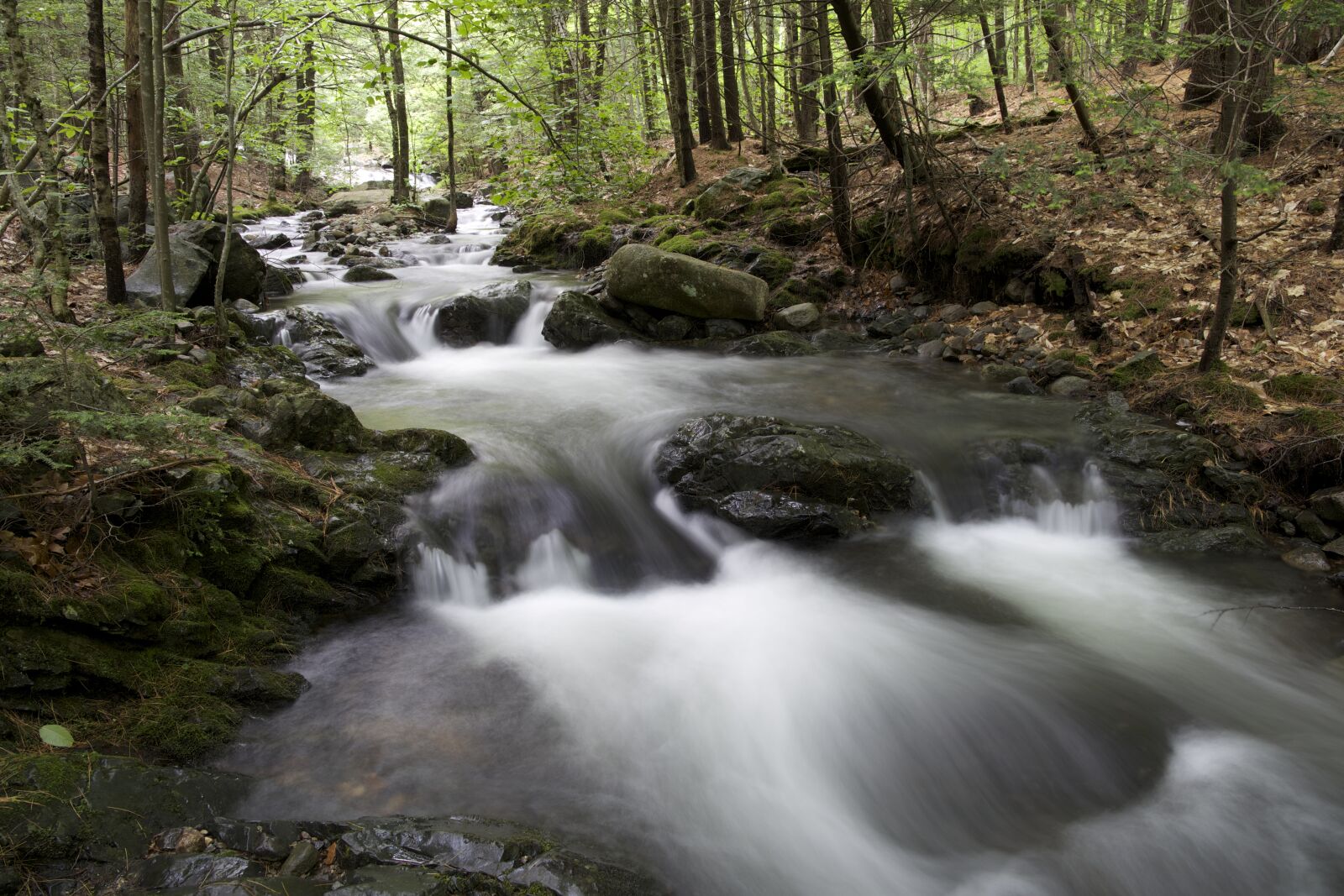 Canon EF 24-105mm F3.5-5.6 IS STM sample photo. Water, rocks, trees, forest photography
