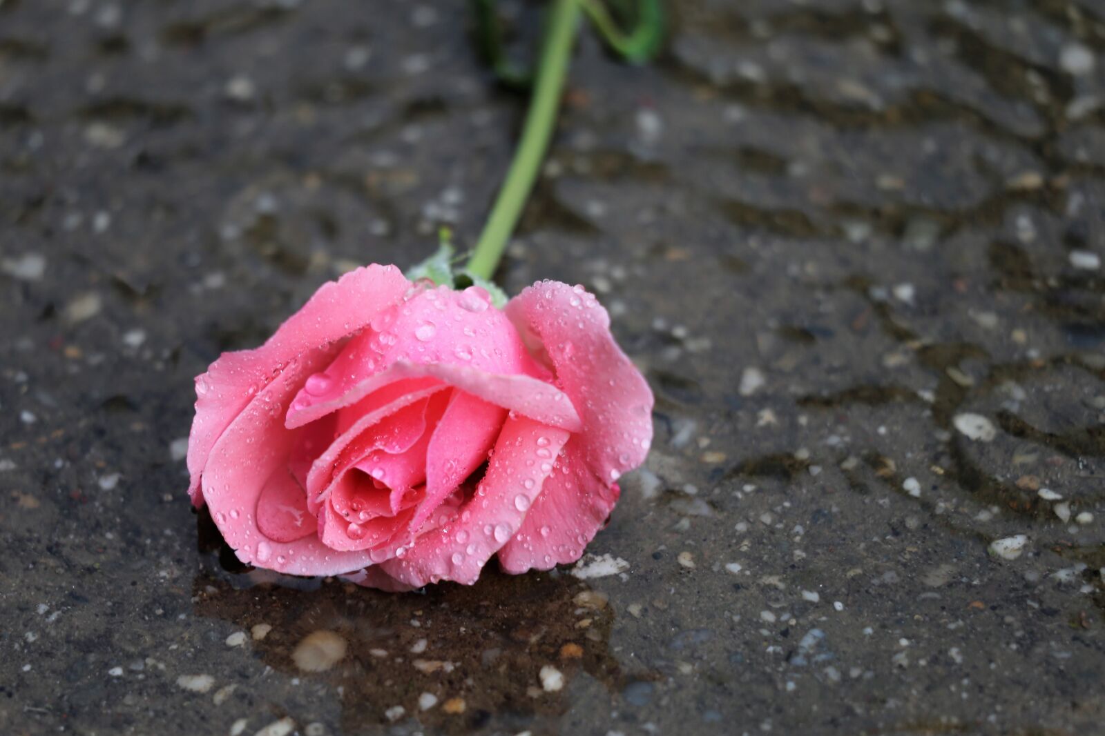 Canon EF 70-300 F4-5.6 IS II USM sample photo. Pink rose papillon, in photography