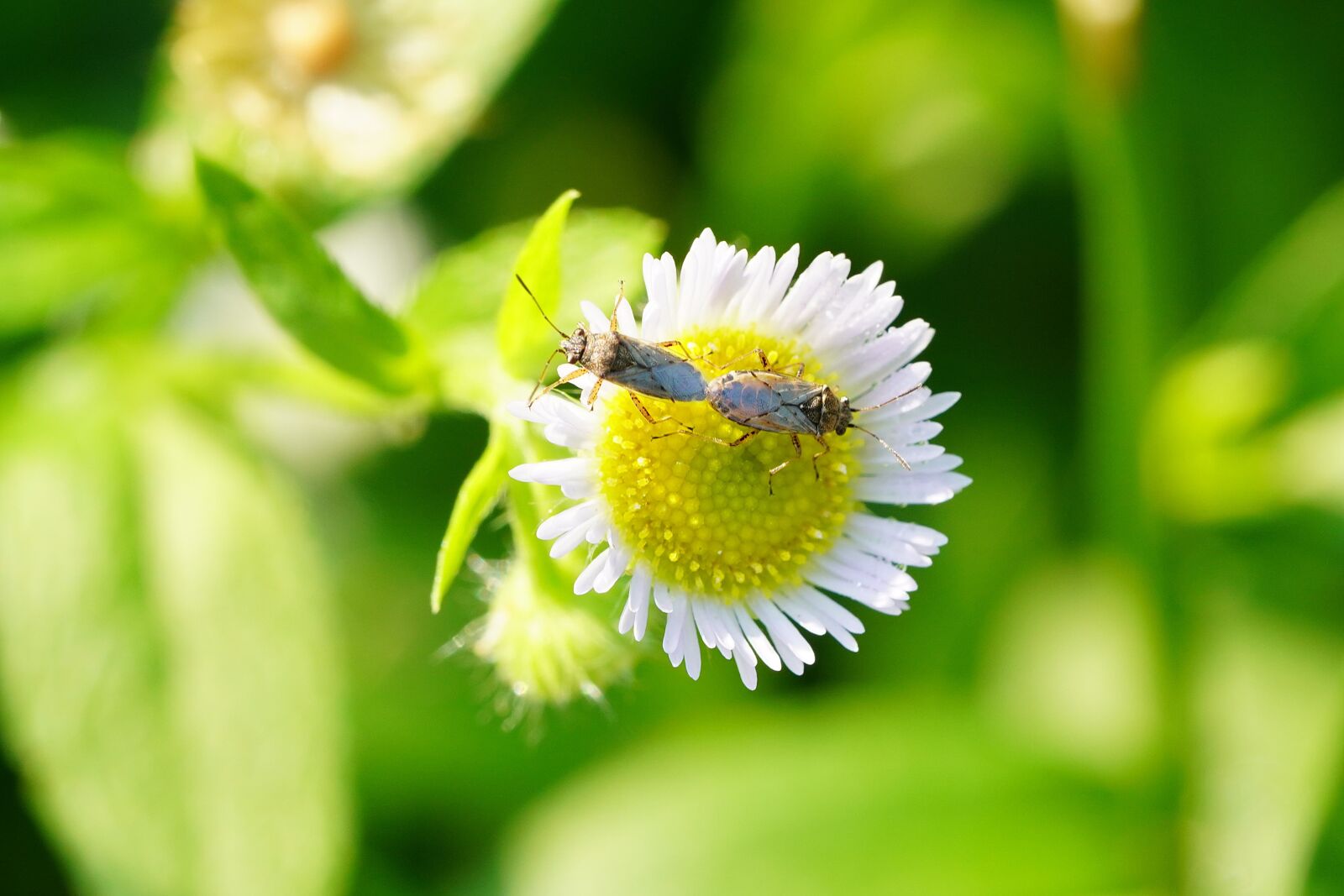 Sony a7R III + Sony FE 90mm F2.8 Macro G OSS sample photo. Insect, nature, summer photography