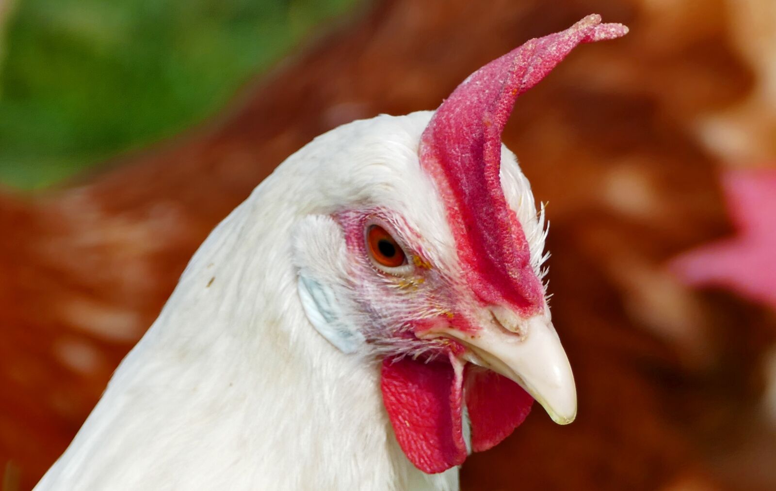 Panasonic Lumix DMC-FZ1000 sample photo. Agriculture, poultry, animal husbandry photography