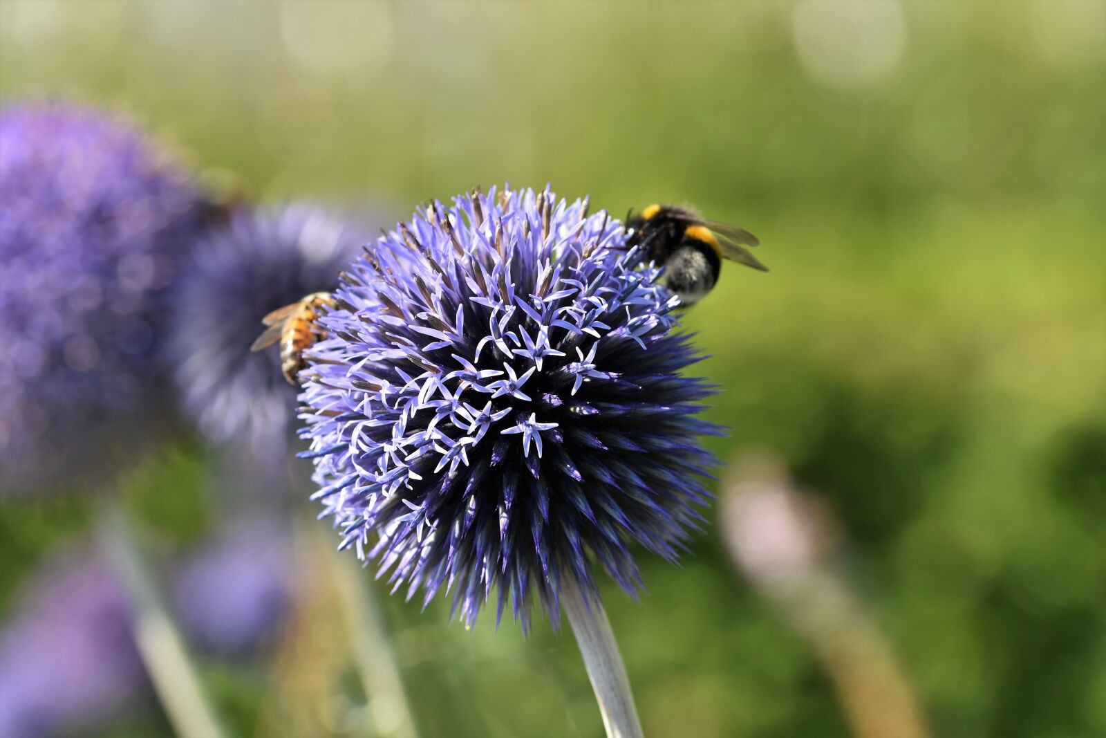 Nikon D7200 sample photo. Ornamental onion, allium, flower photography