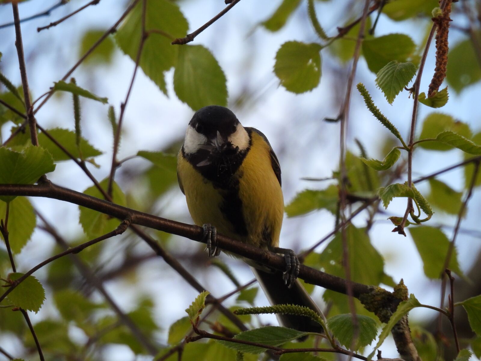 Nikon Coolpix P950 sample photo. Bird, branch, animal photography