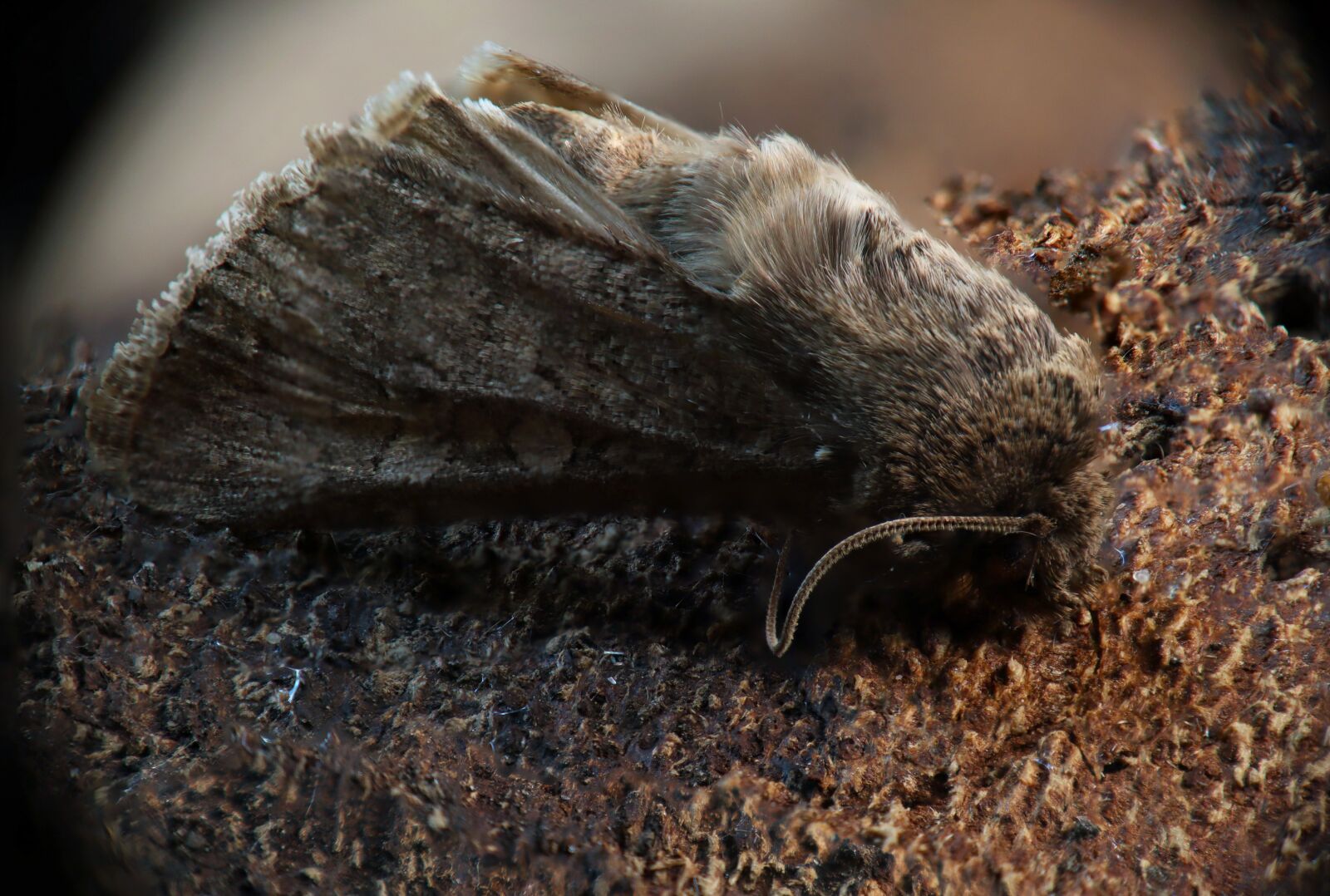 Canon EOS M50 (EOS Kiss M) sample photo. Moth, nature, insects photography