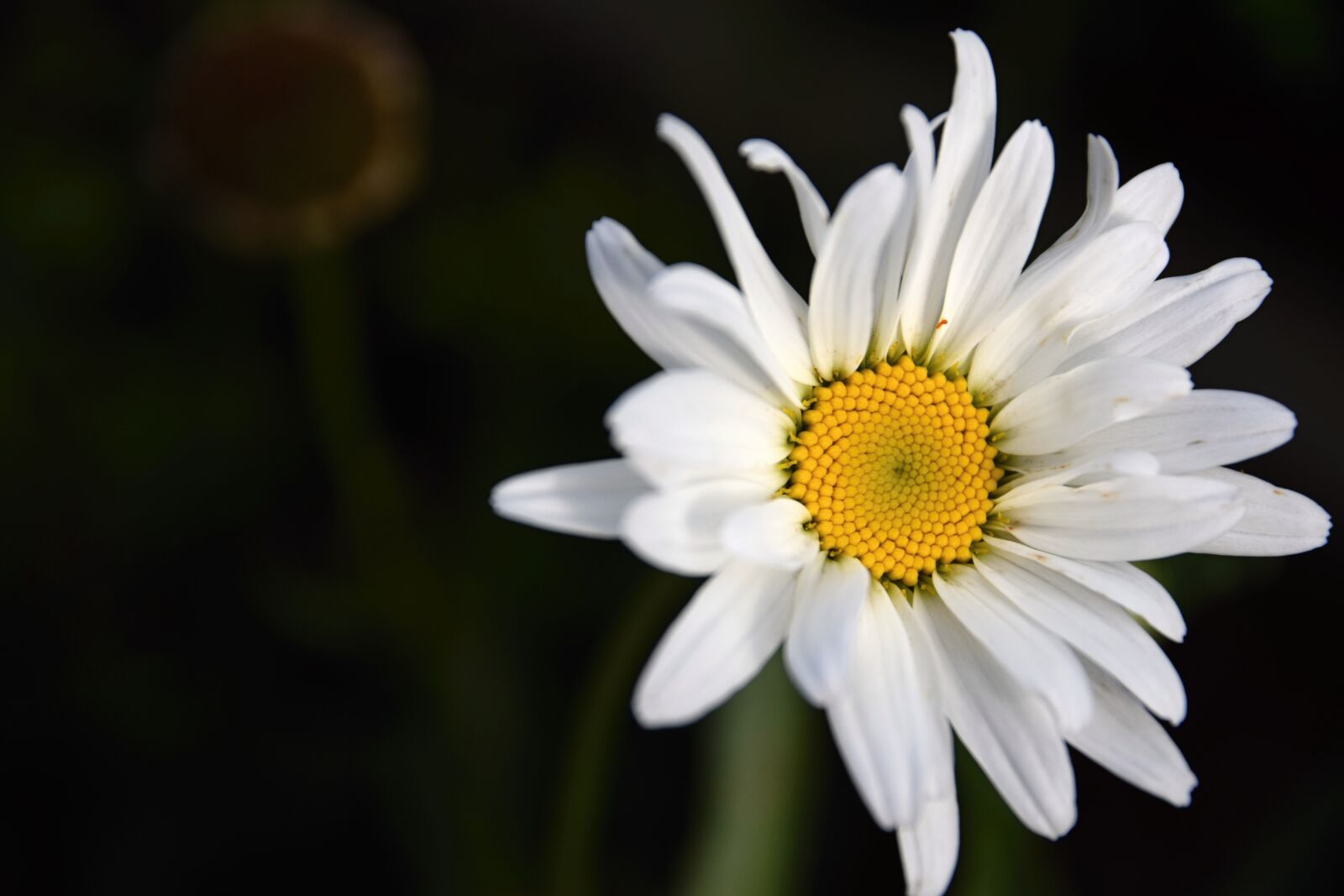Nikon D5300 sample photo. Margarétka, flower, nature photography