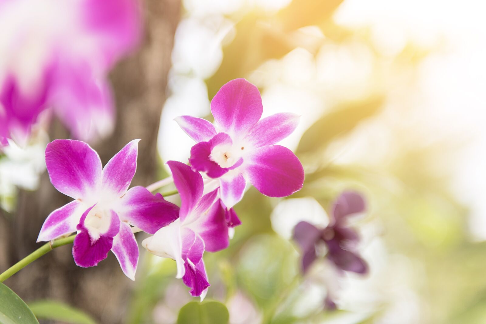 Nikon D750 sample photo. Orchid, flower, purple photography