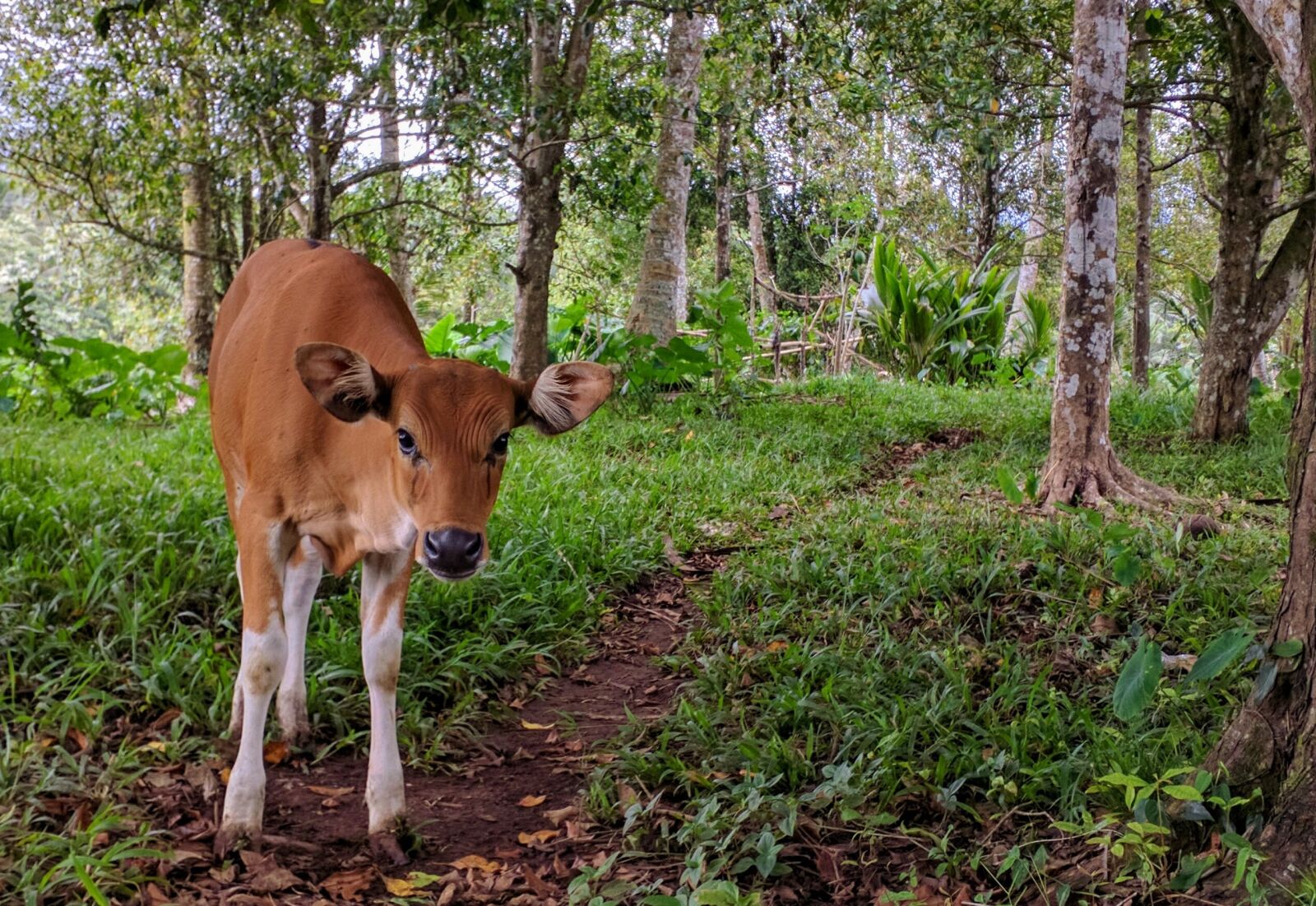 Motorola Nexus 6 sample photo. Cow, animal, balinese photography