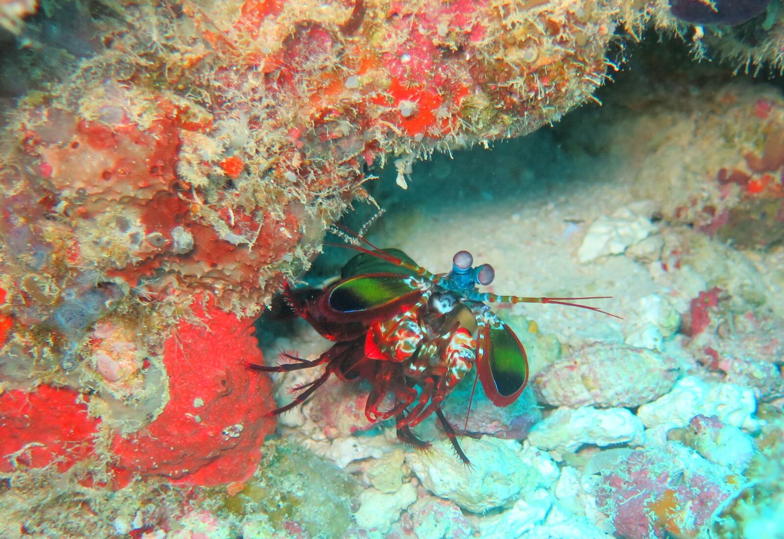 Canon PowerShot G16 sample photo. Mantis, shrimp, sea photography