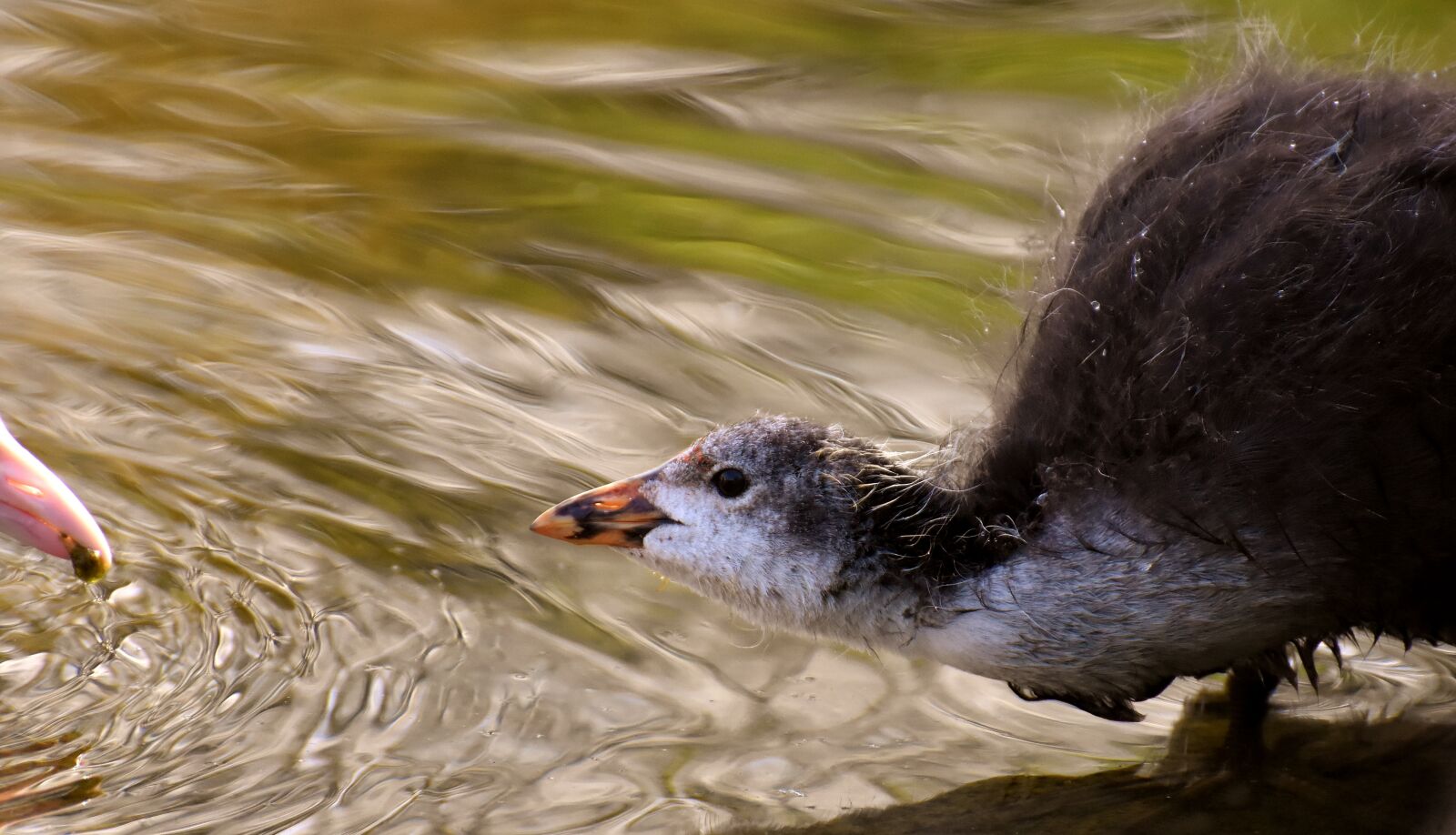 Nikon D7200 sample photo. Coot, chicks, feed photography