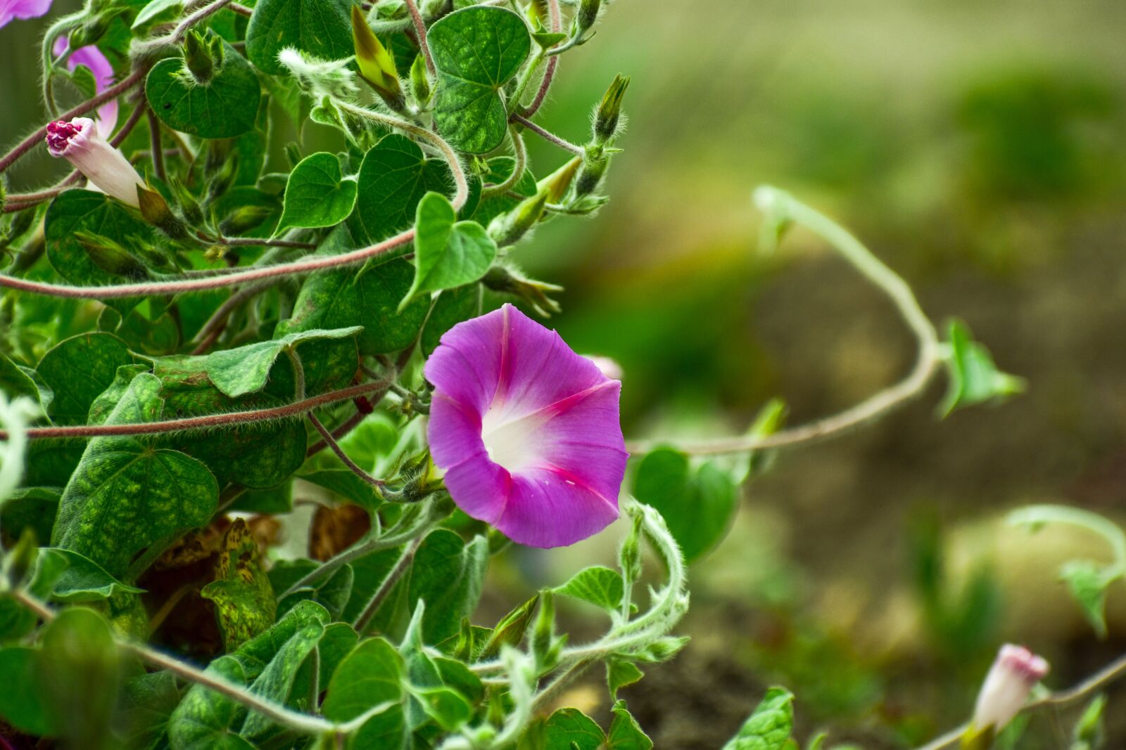 Nikon D3400 sample photo. Flower, wild flower, summer photography