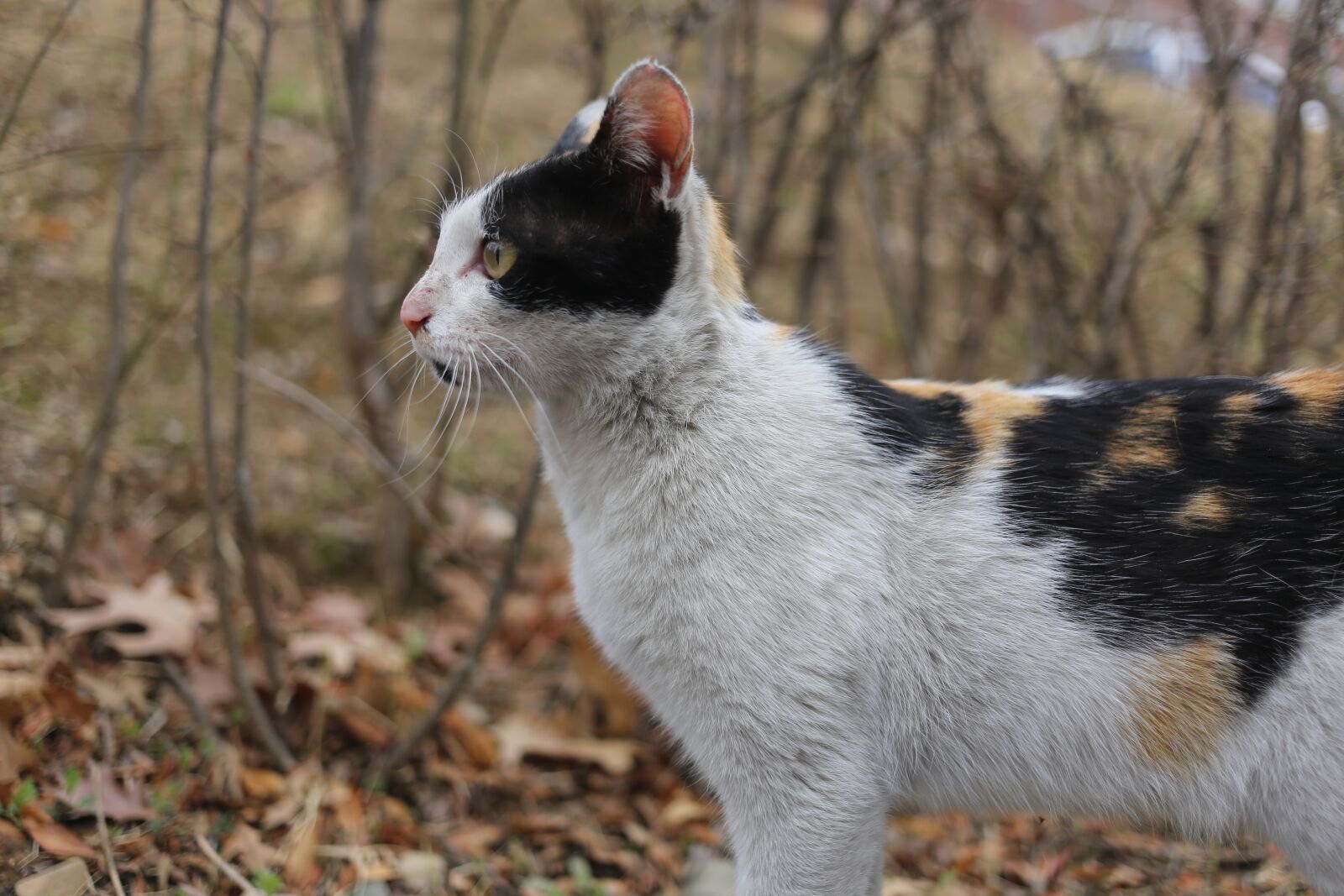 Canon EF 40mm F2.8 STM sample photo. Nature, animal, cute photography